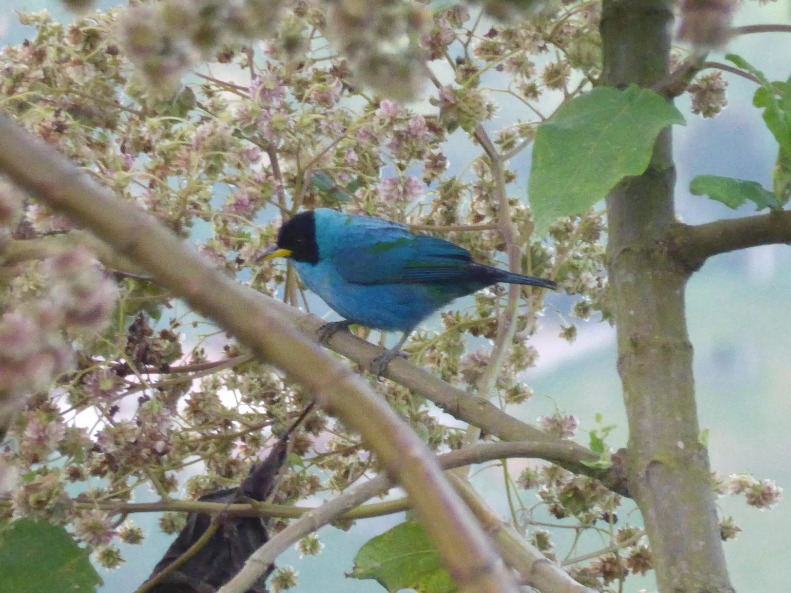 Mirador Finca Morrogacho