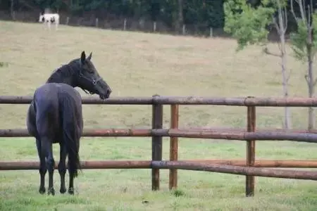 Other Animals in La Carbonnière