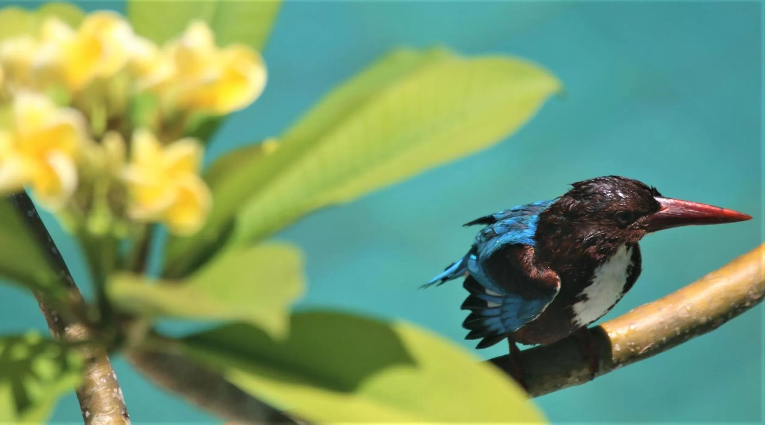 Animals in The Spice House Mirissa