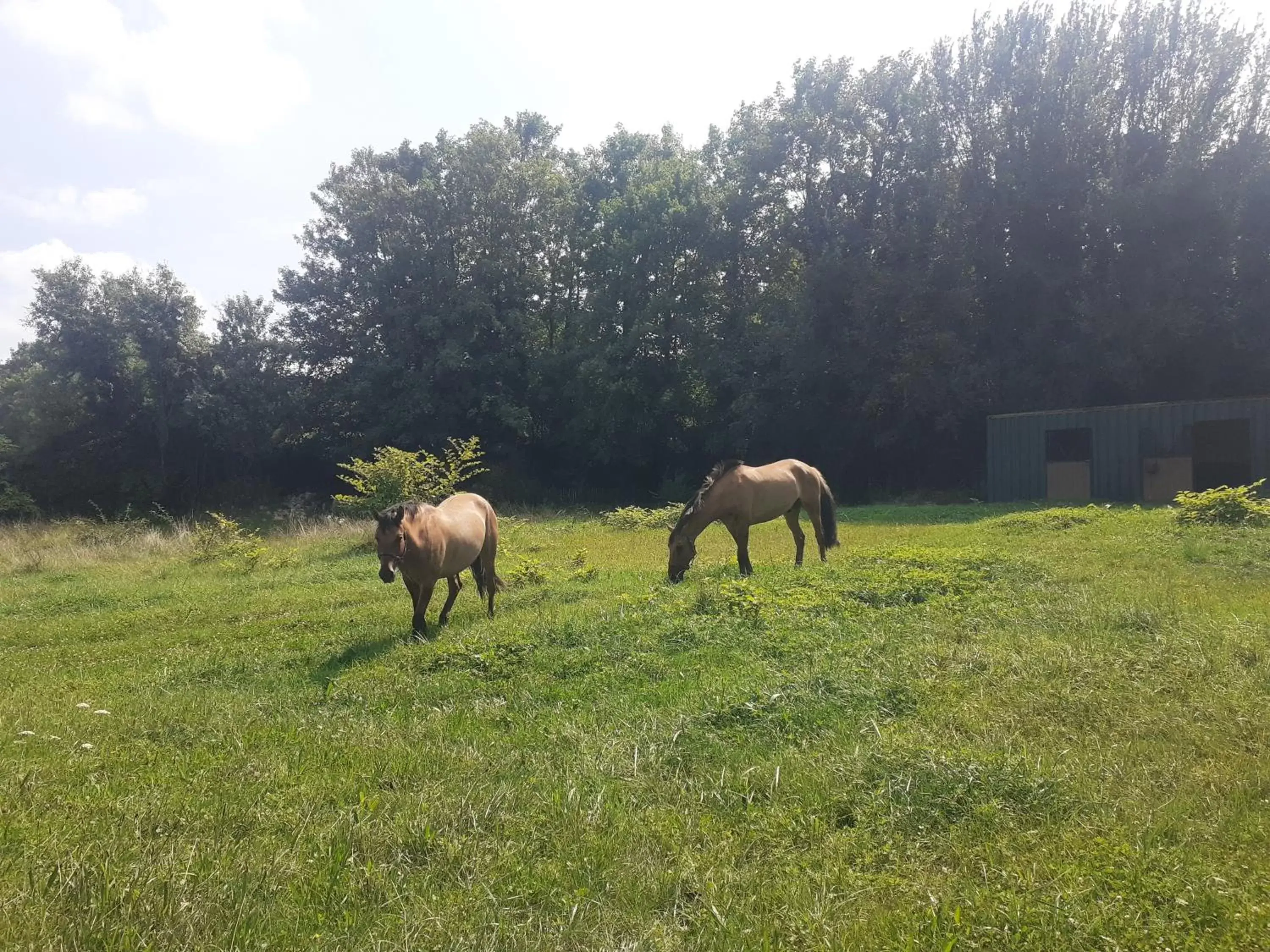 Other Animals in CHAMBRES D'HOTES DANS DOMAINE DE CHARME A EPERNAY