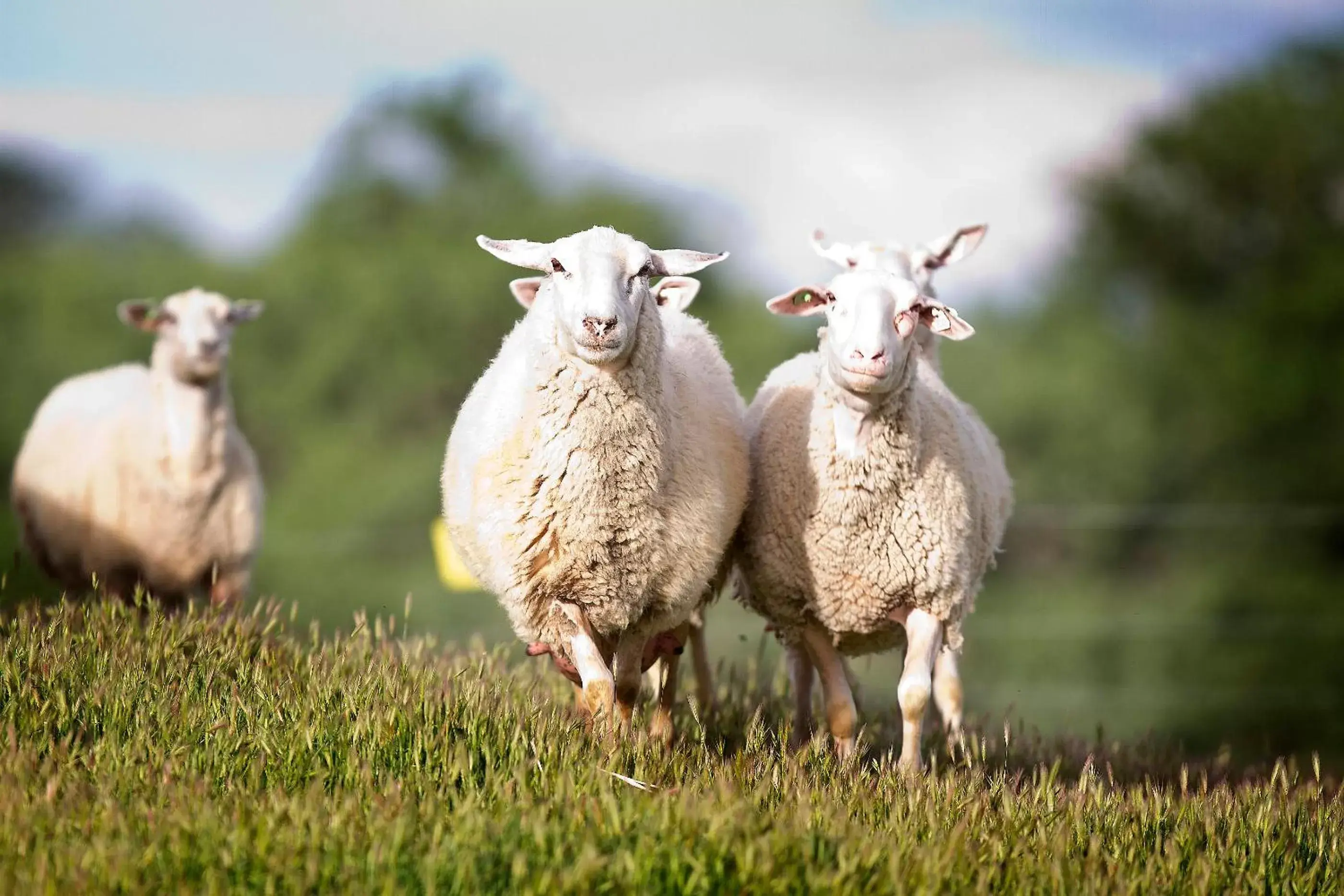 Other Animals in Rêves de Moutons