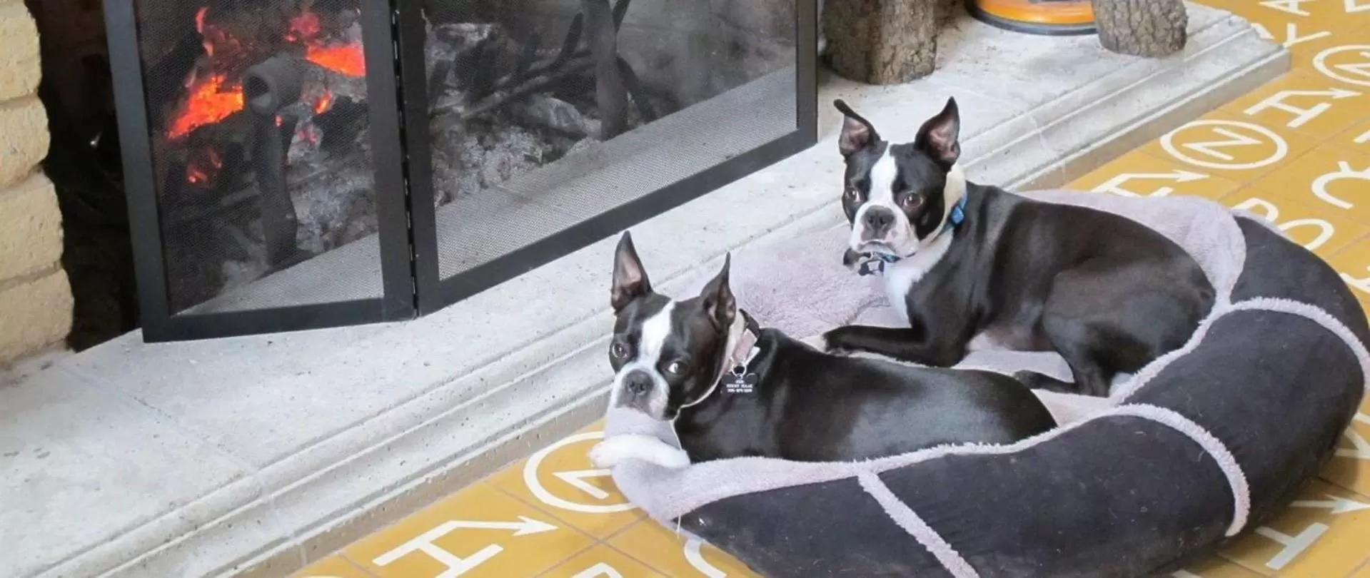 Pets in Stage Stop Inn