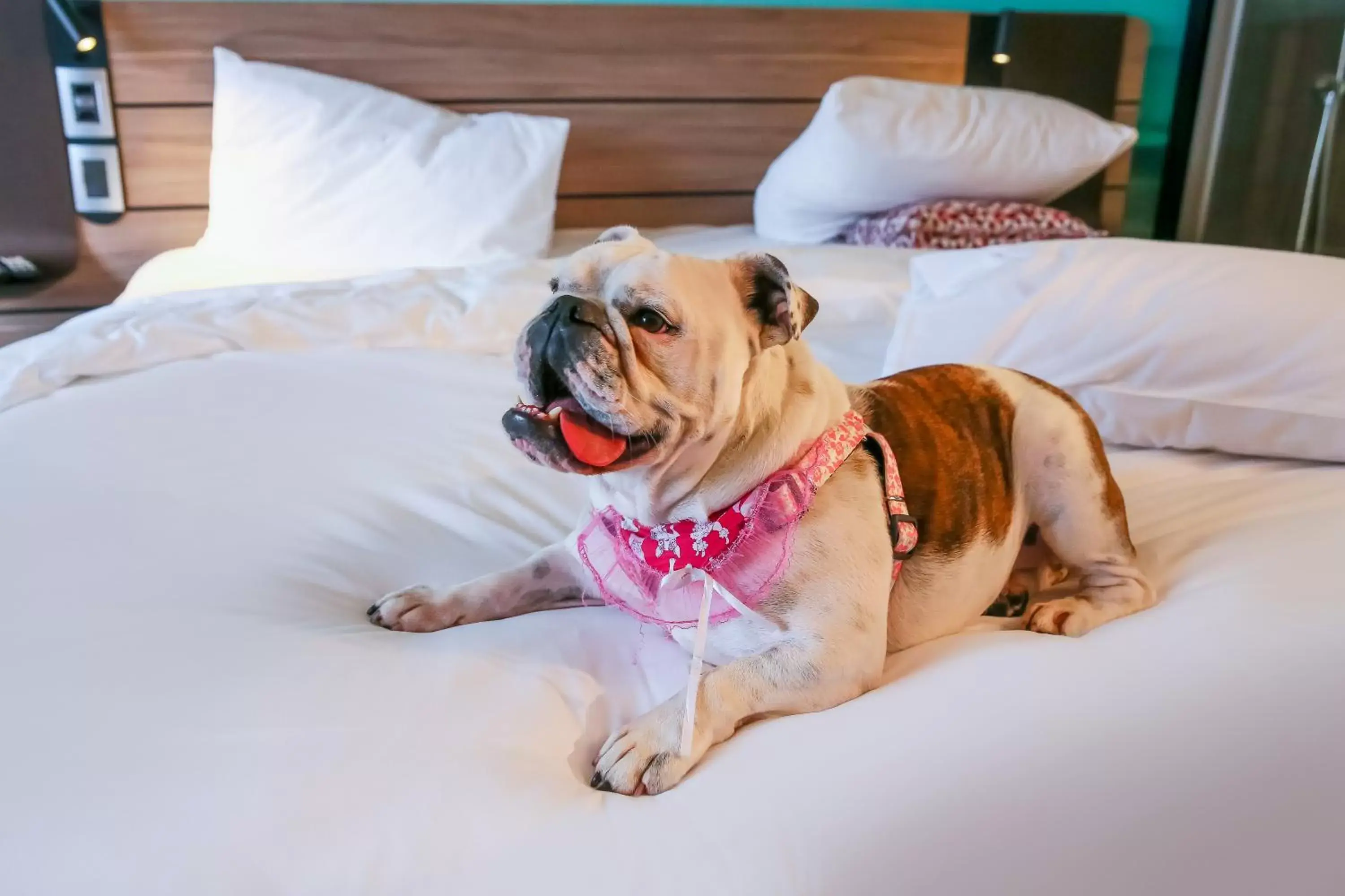 Pets in Novotel Sorocaba