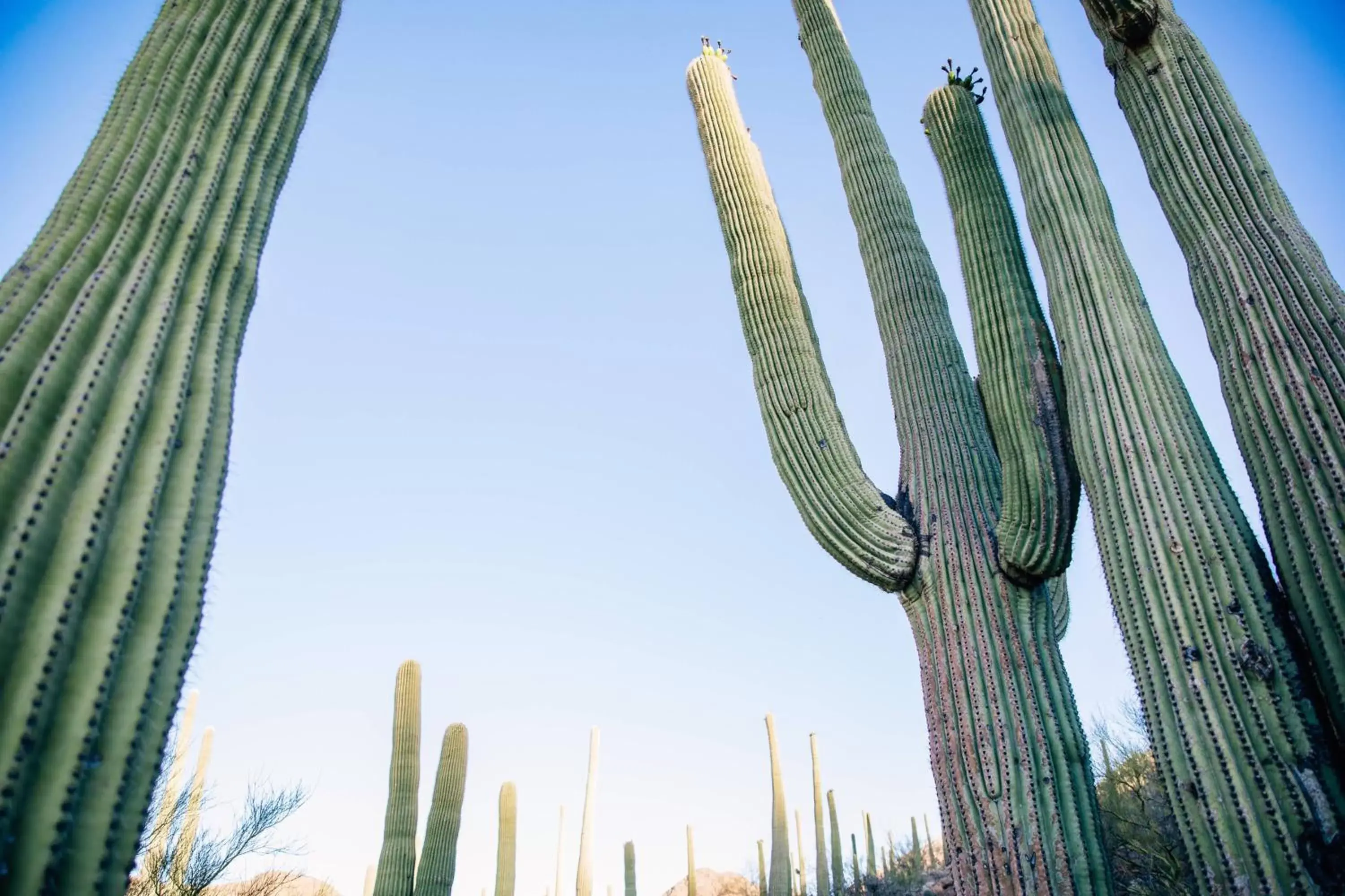 Hiking in JW Marriott Tucson Starr Pass Resort