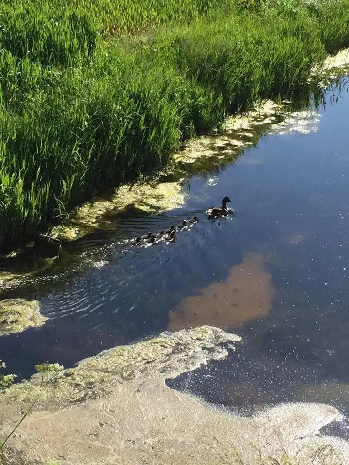 Natural Landscape in 't Laaisterplakky