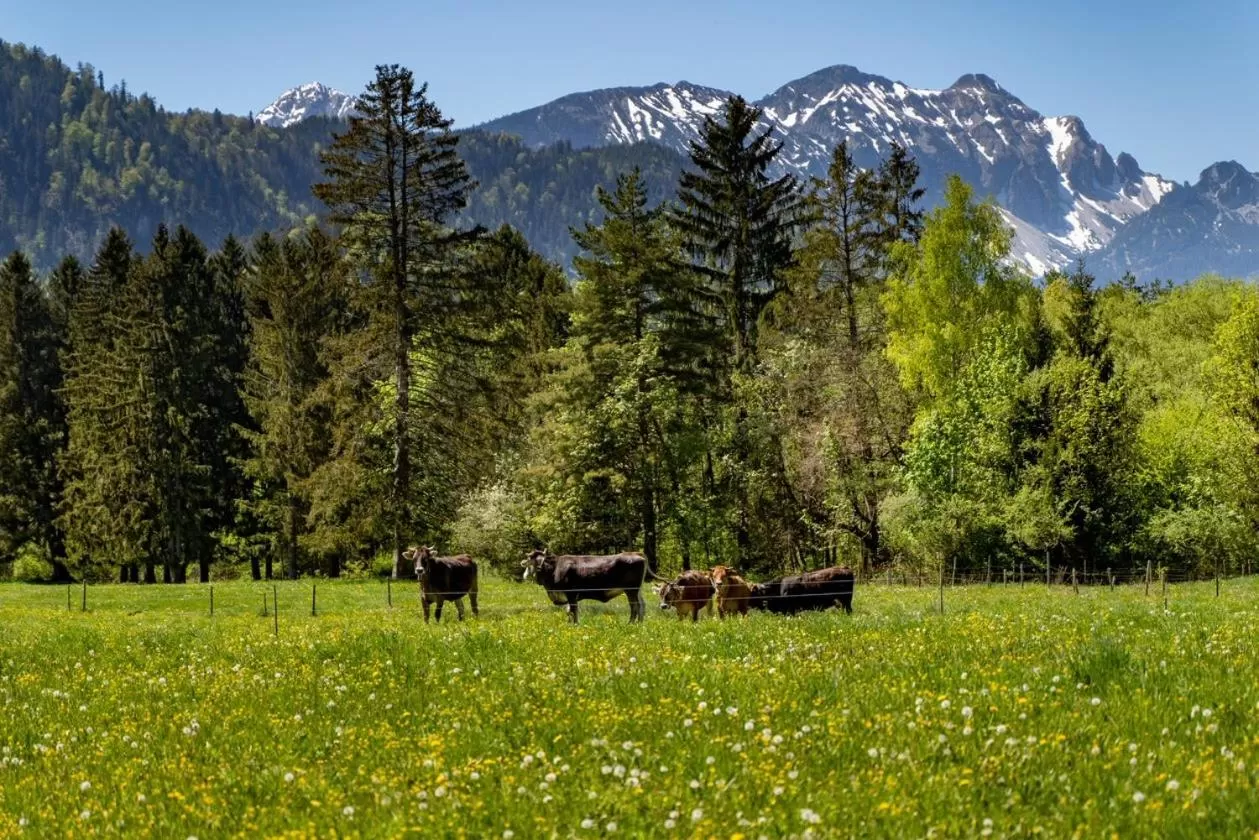 Garden in Hotel Casa Maria