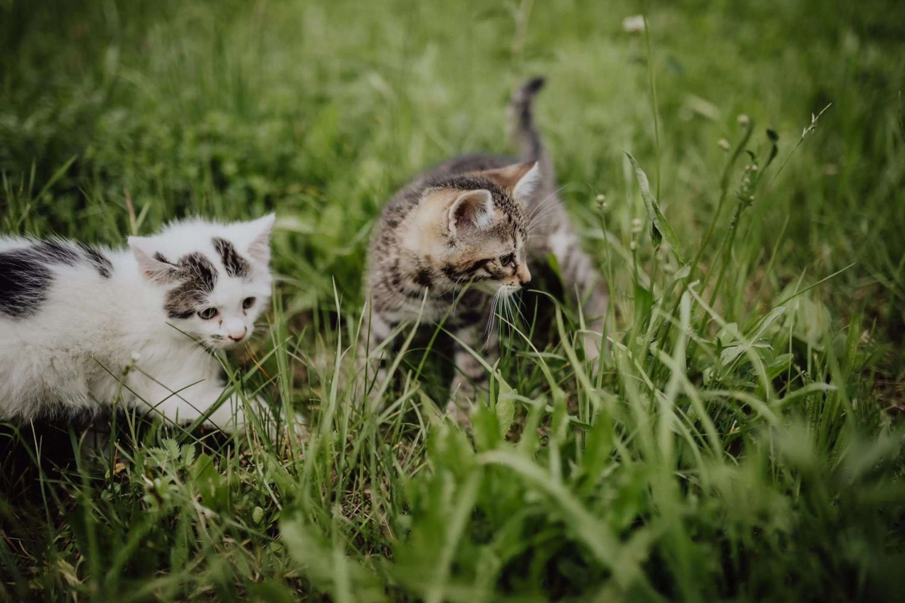 Natural landscape in Panorama Hotel Gasthof Leidingerhof