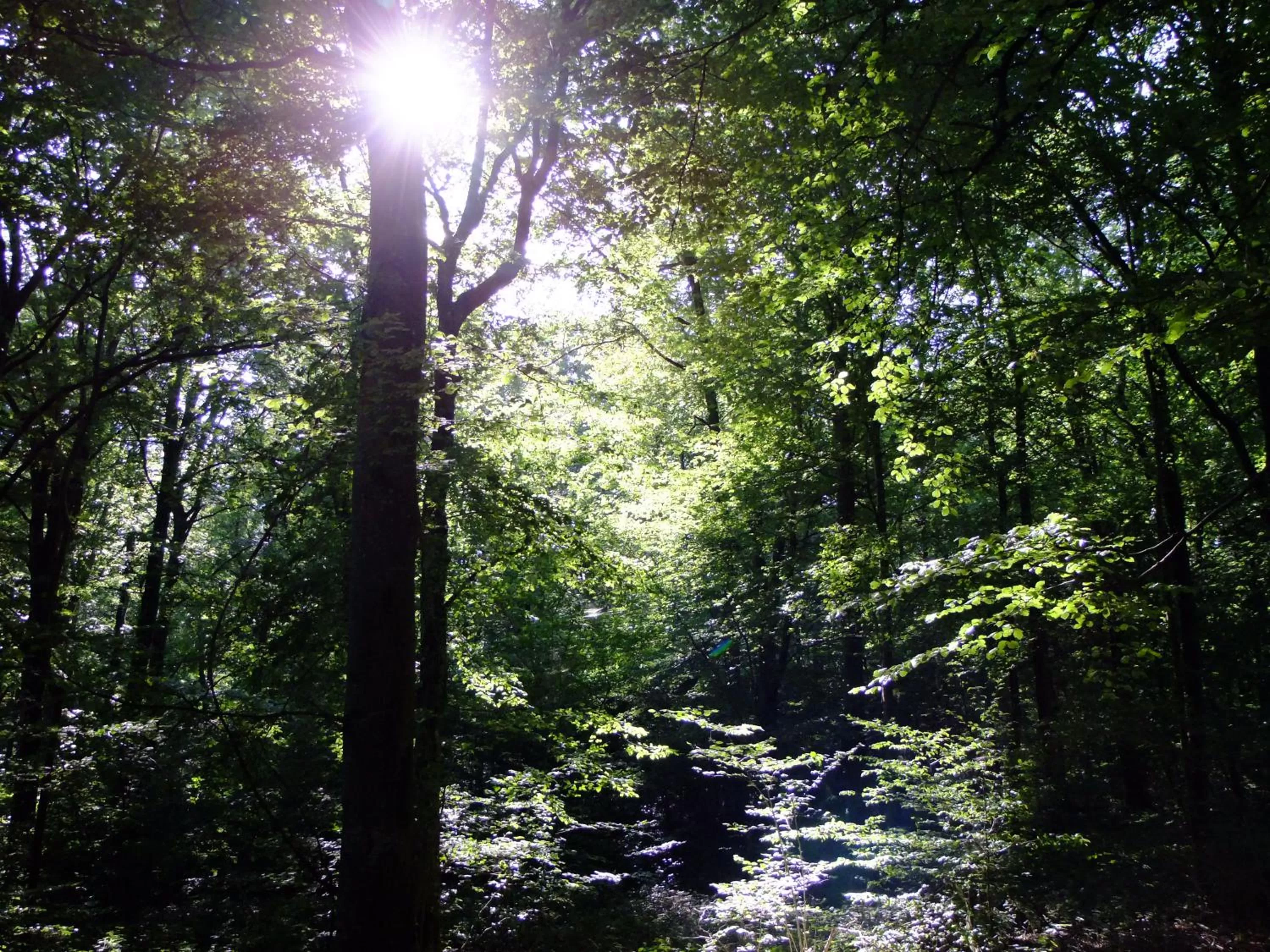 Natural landscape in 14-18 Meuse-Argonne