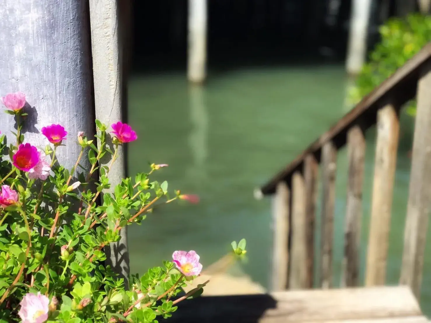 Natural landscape in The mangrove old town