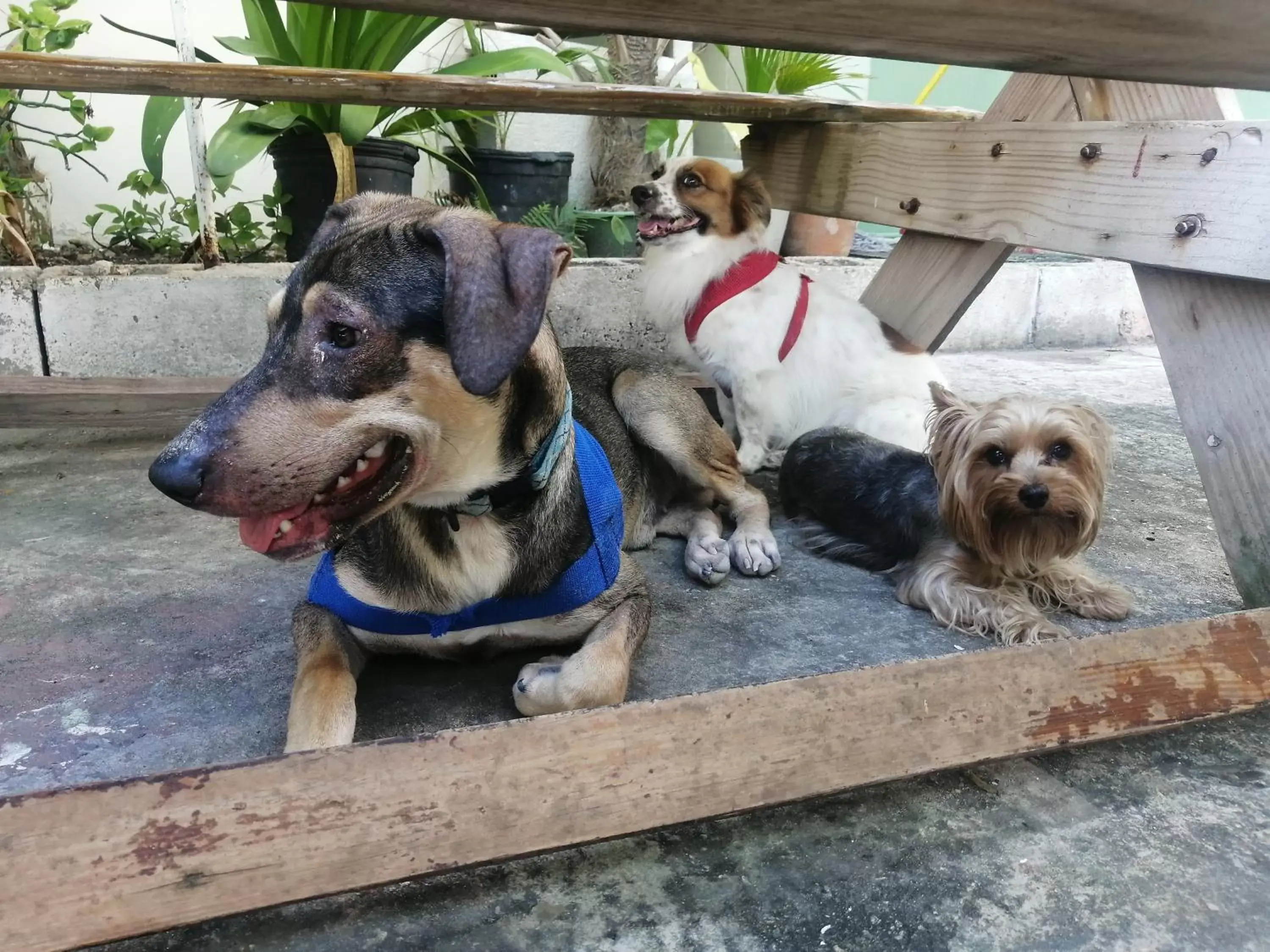Pets in Riviera Punta Cana Eco Travelers