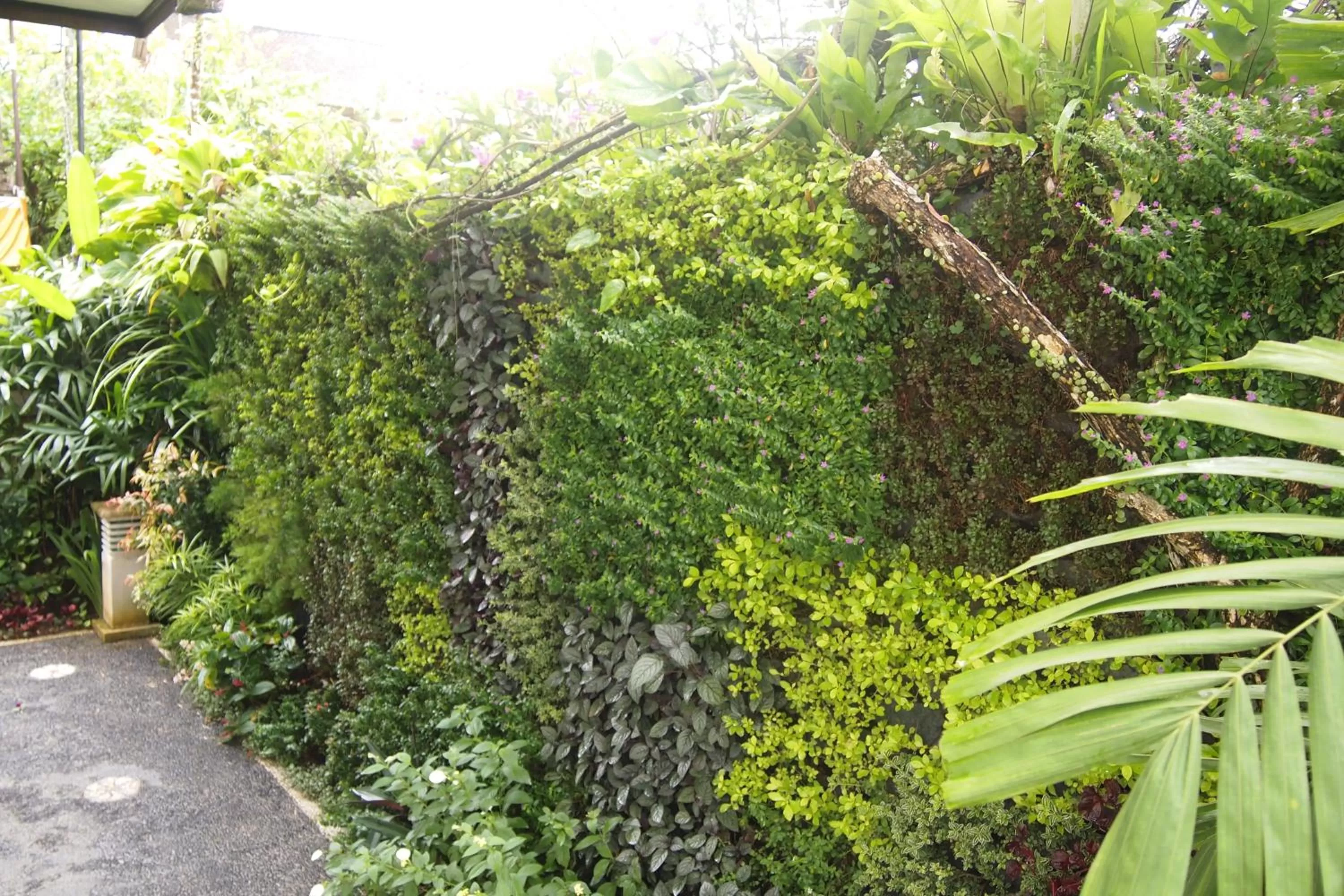 Garden in Yulia Village Inn Ubud