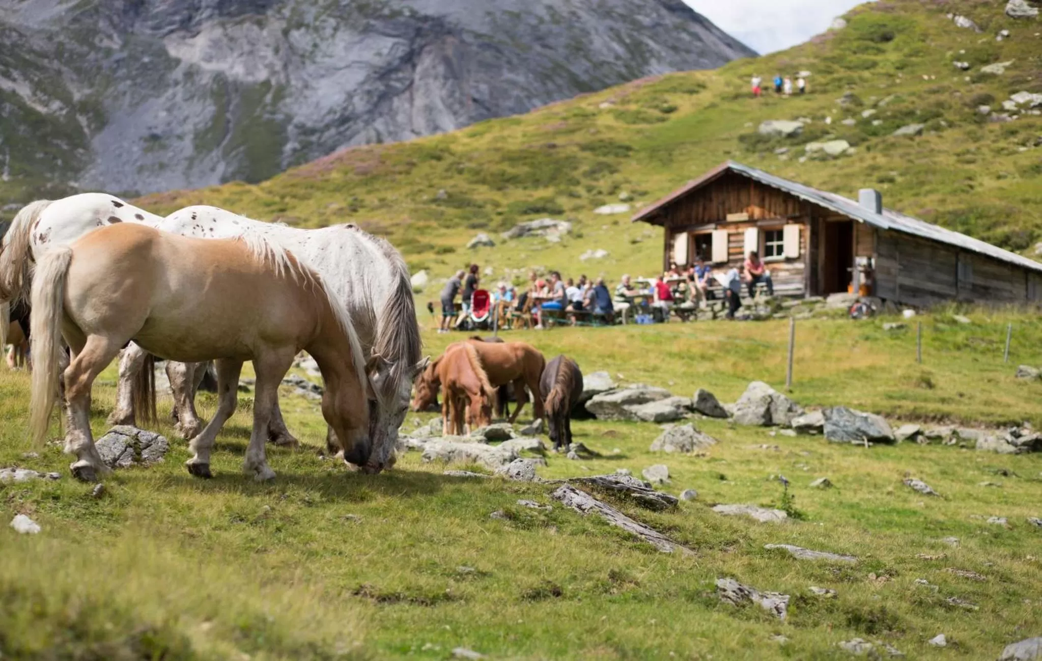 Horse-riding in Seiterhof
