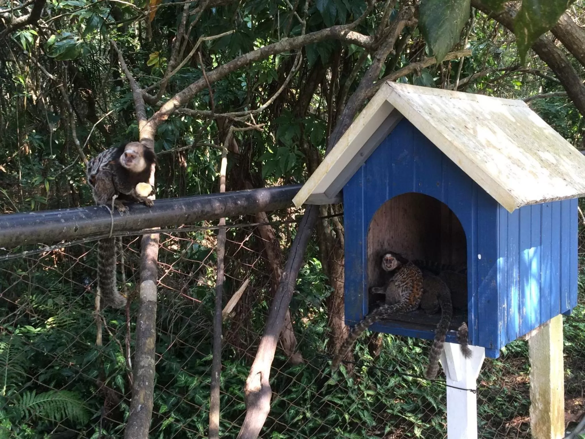 Animals in Pousada Dunasol Floripa