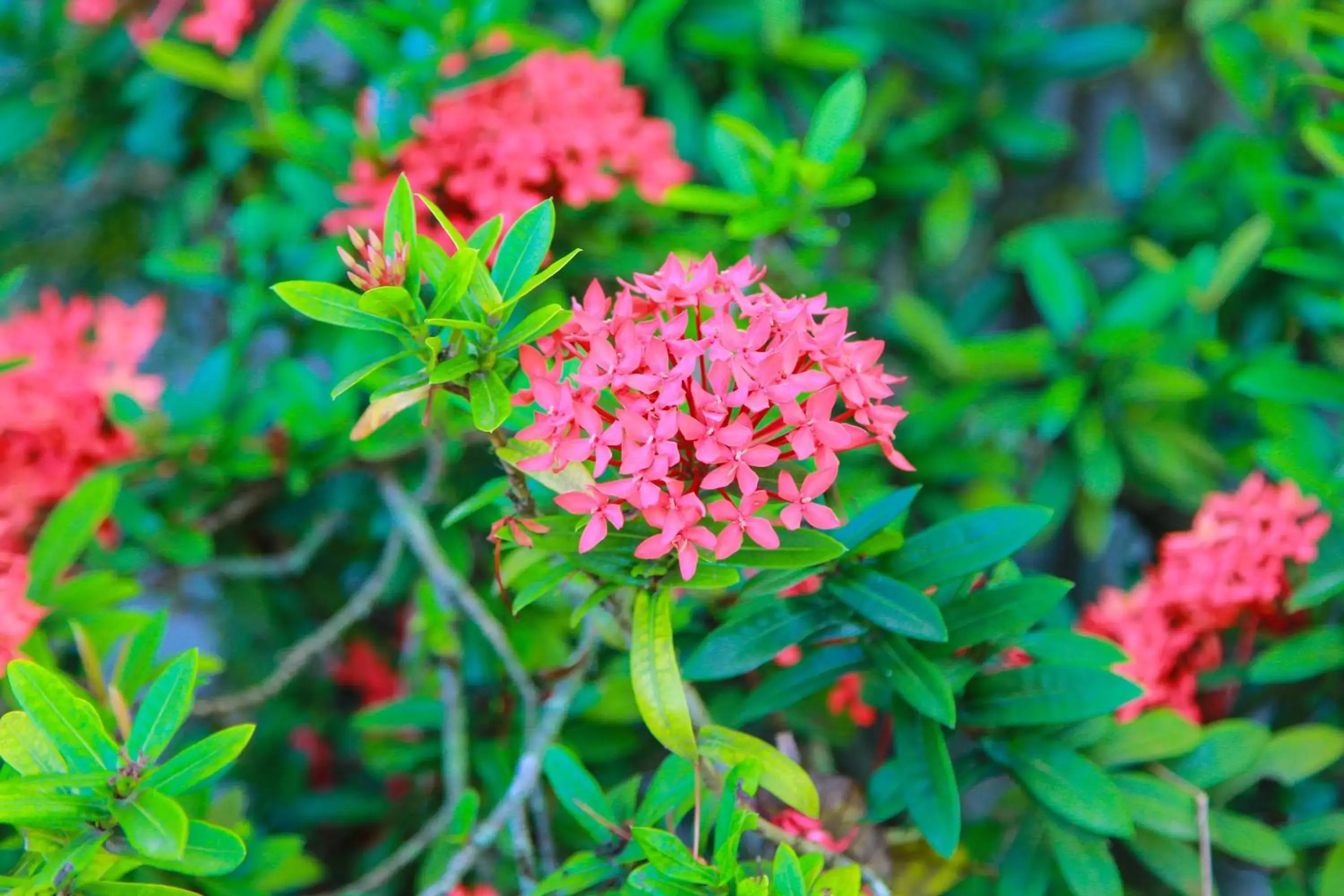 Garden in Zion Country