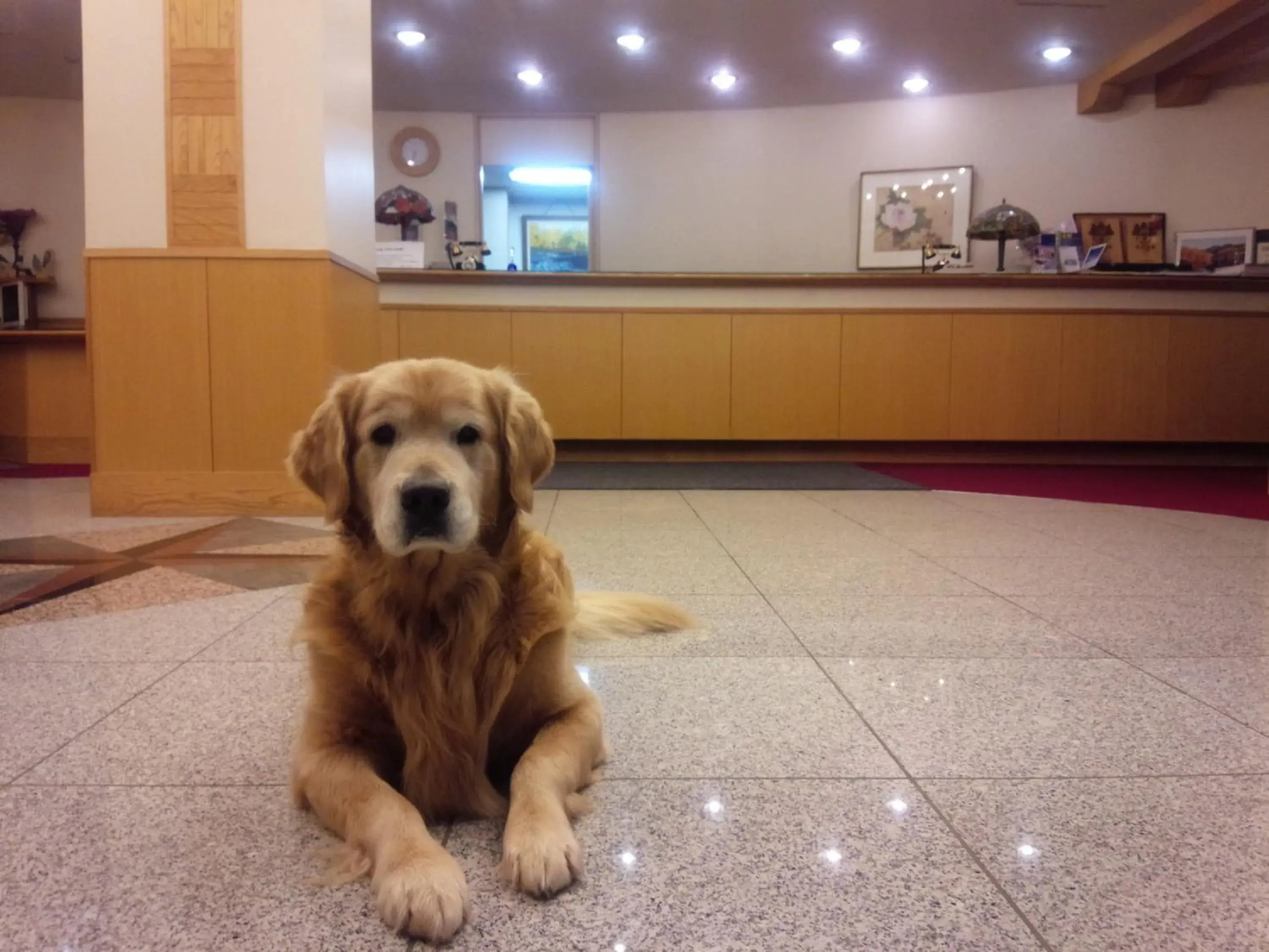 Pets in Shiga Lake Hotel