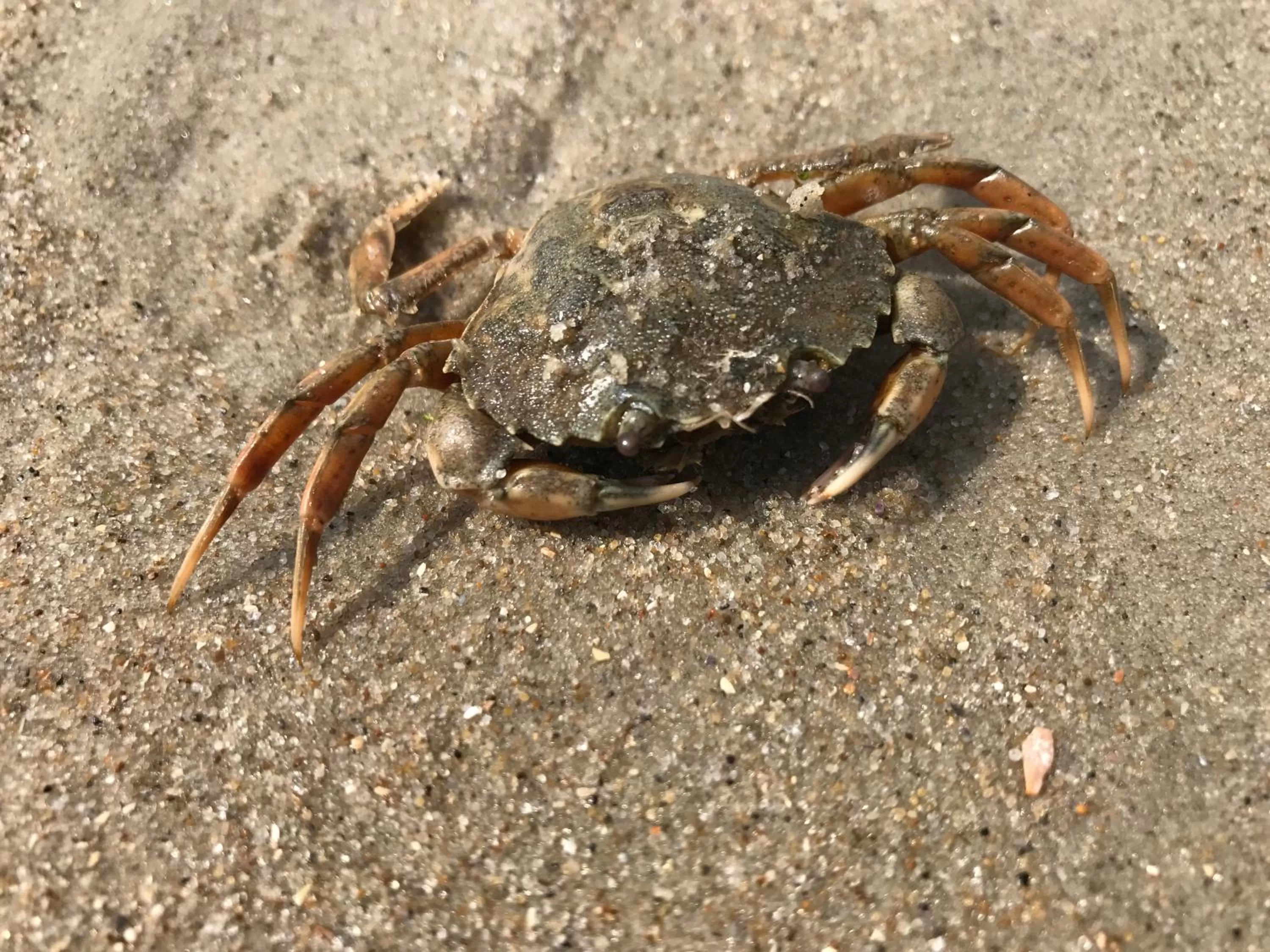 Beach in Leezdorfer Hof