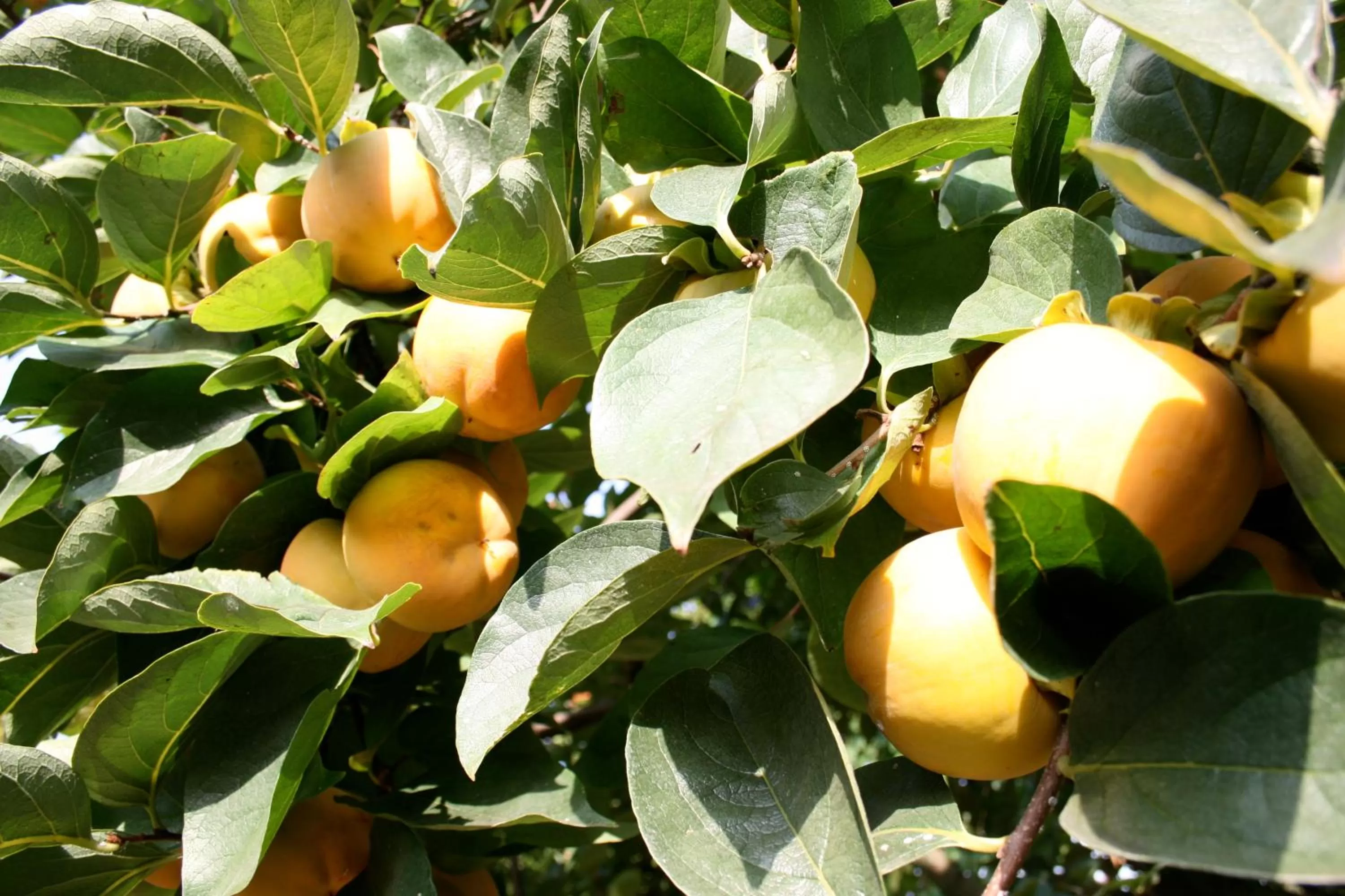 Decorative detail in Corte Posta B&B