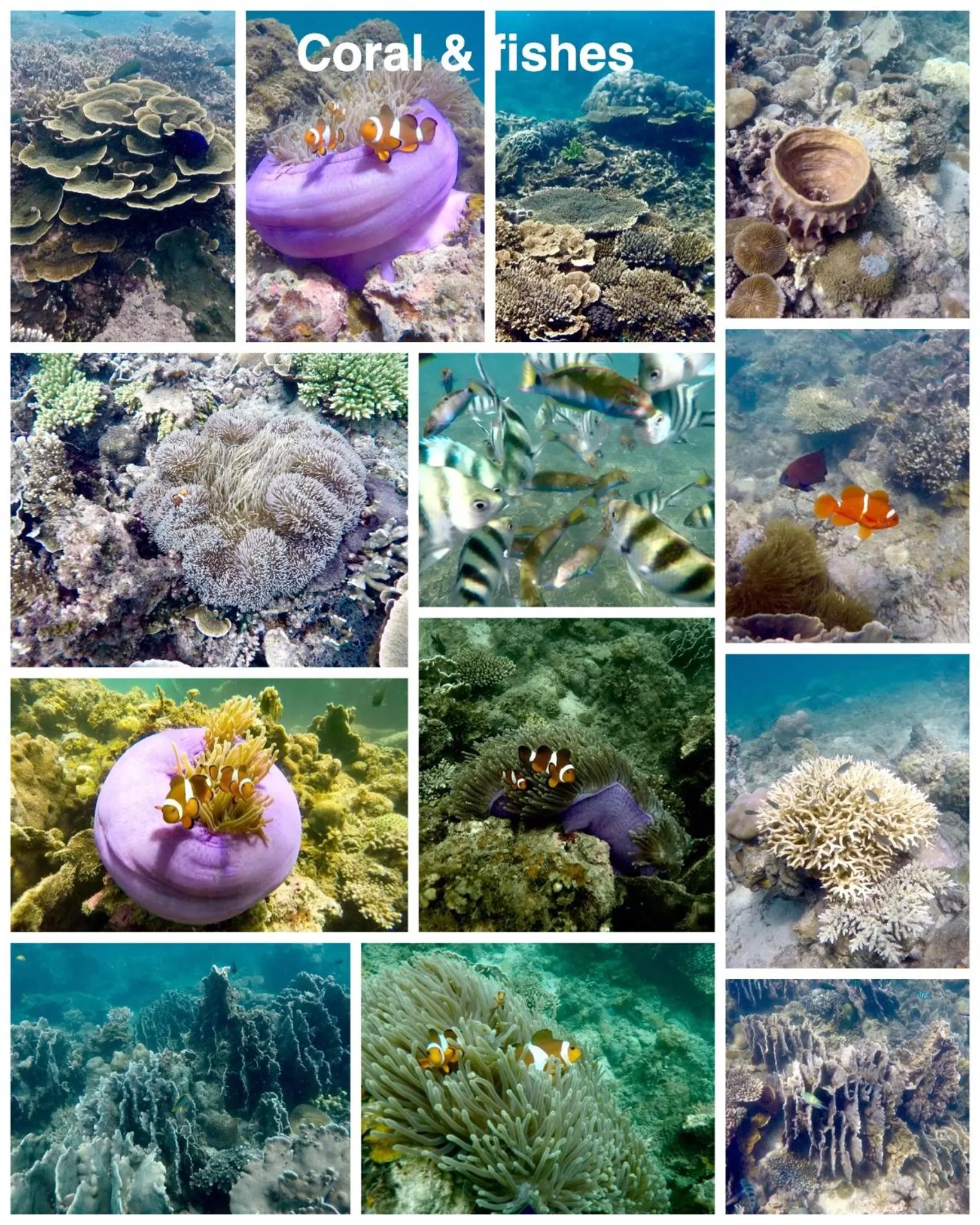 Dragon Pearl Beach Resort