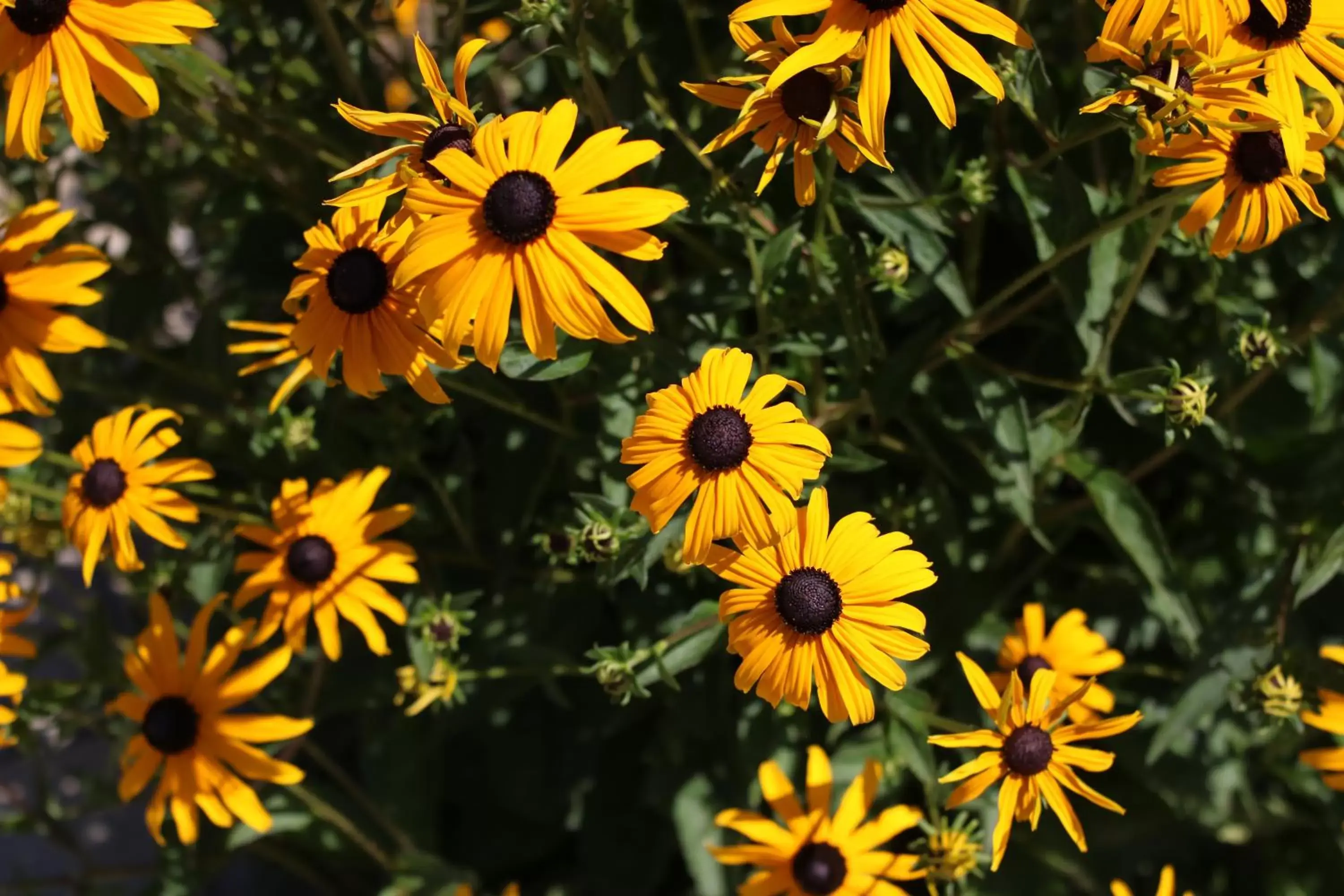 Garden view in La Bastide Bed and Breakfast Garden view in La Bastide Bed and Breakfast
