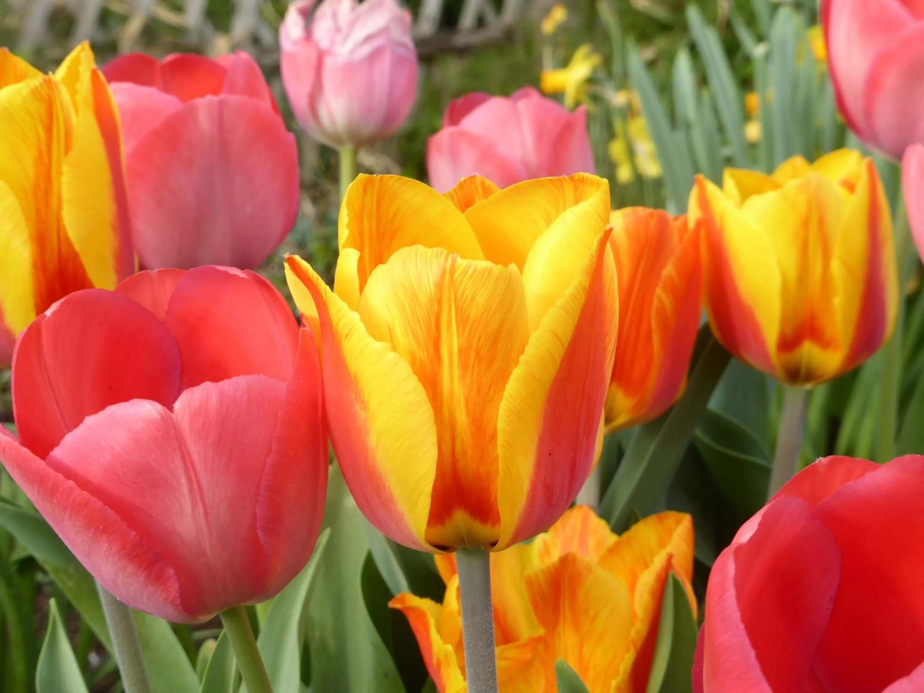 Garden in Bed and Breakfast Bavaria München