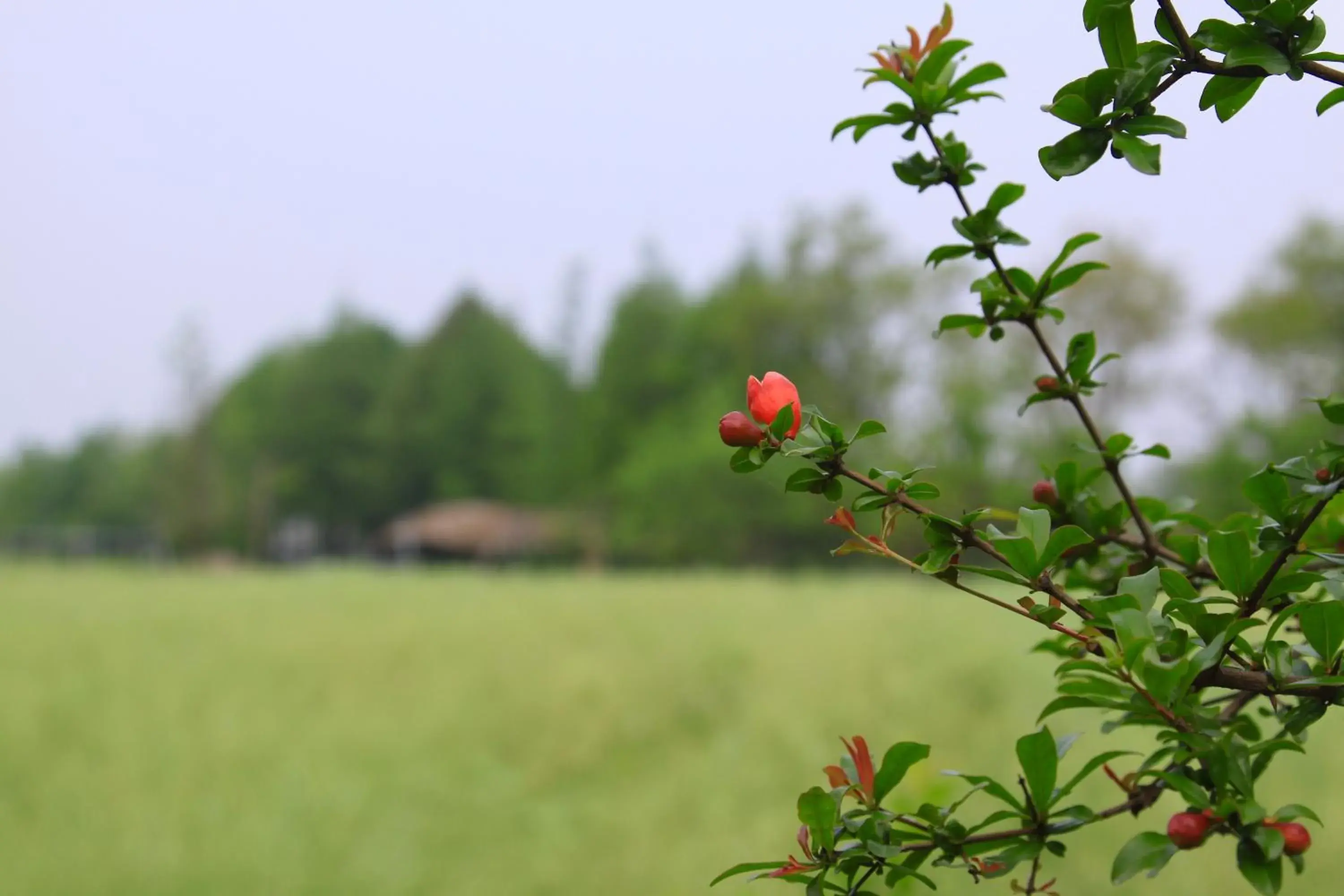 Summer in Fairmont Yangcheng Lake Kunshan