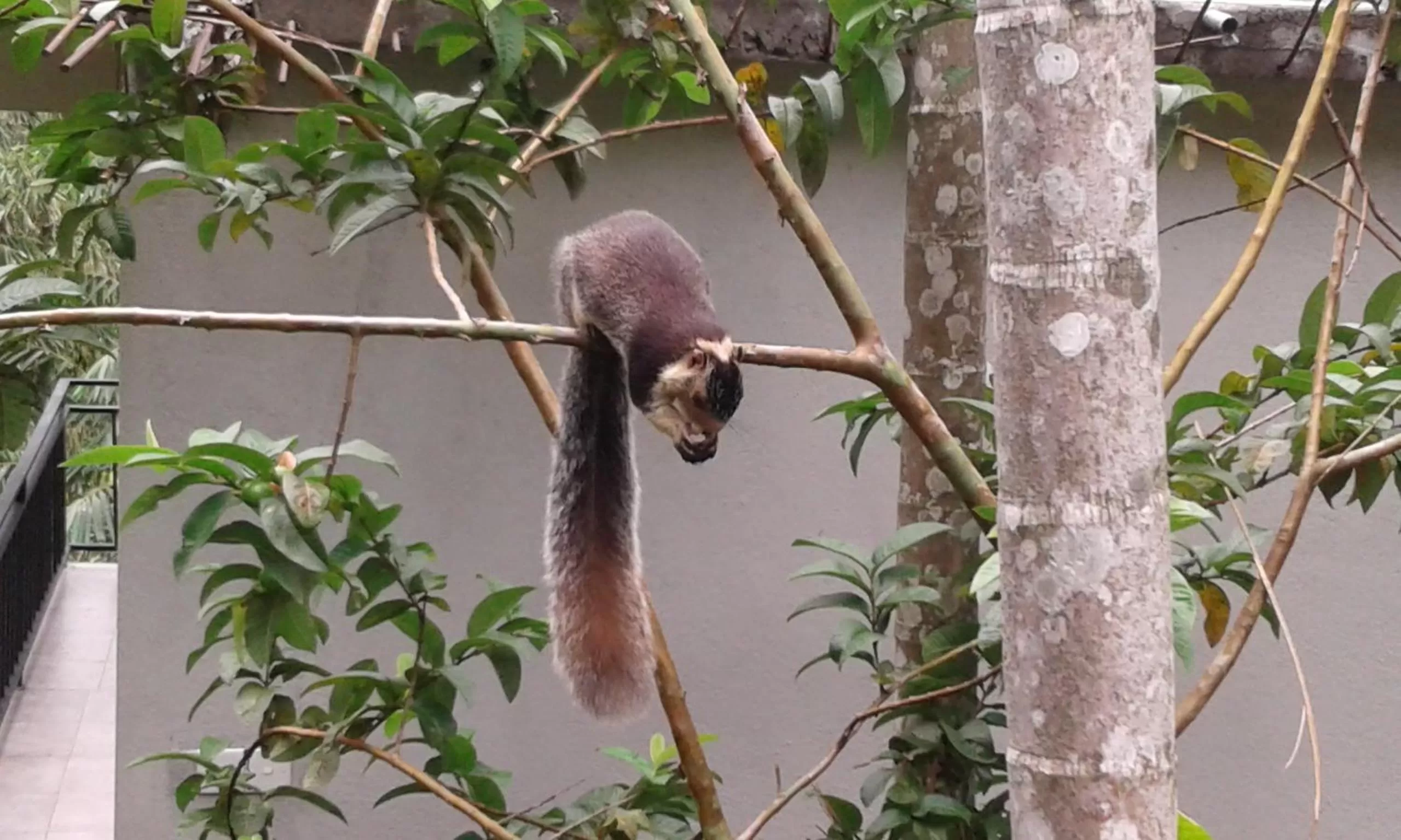 Animals in Dimuthu Home Stay