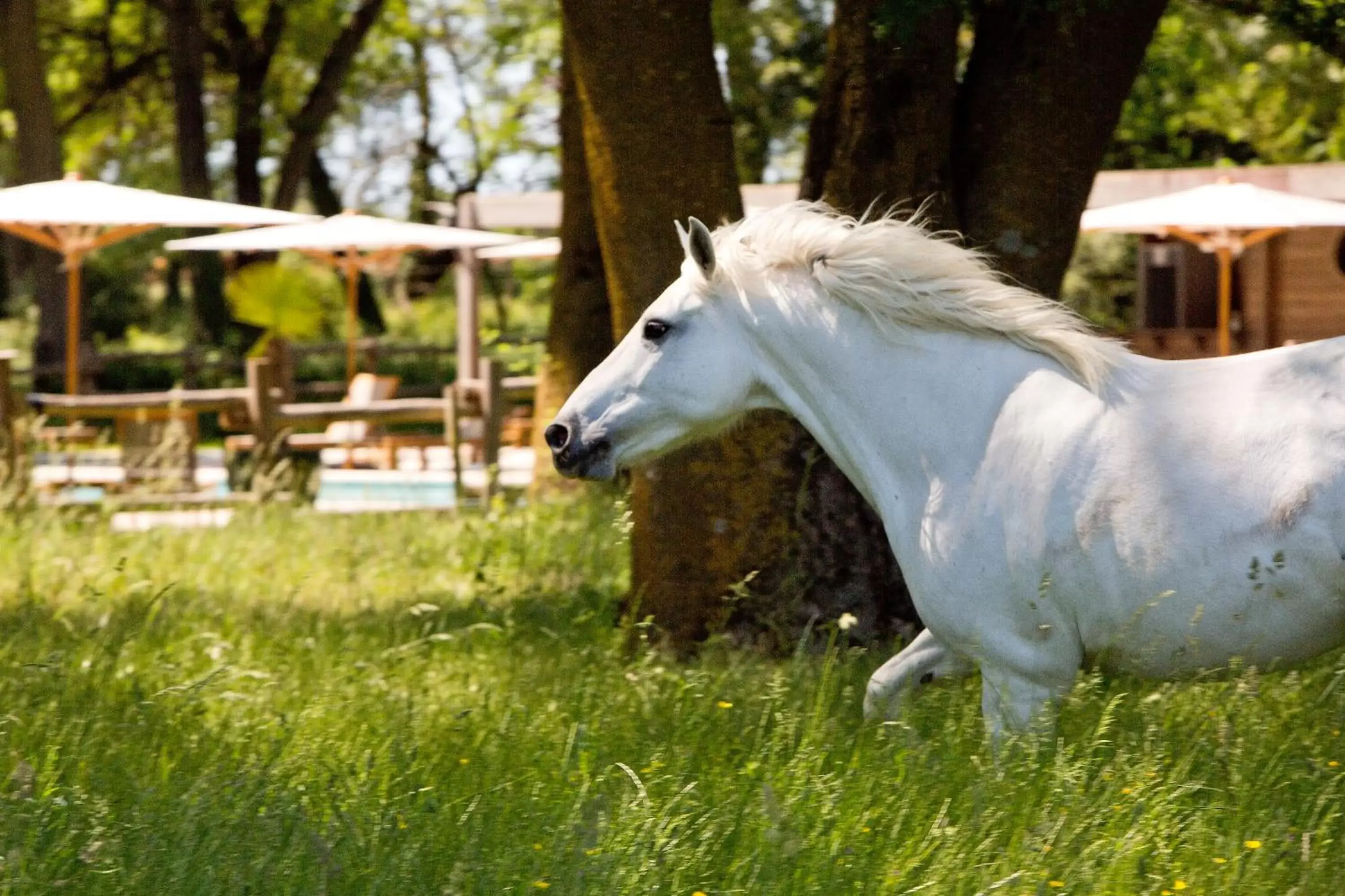 Animals, Other Animals in Domaine de Biar