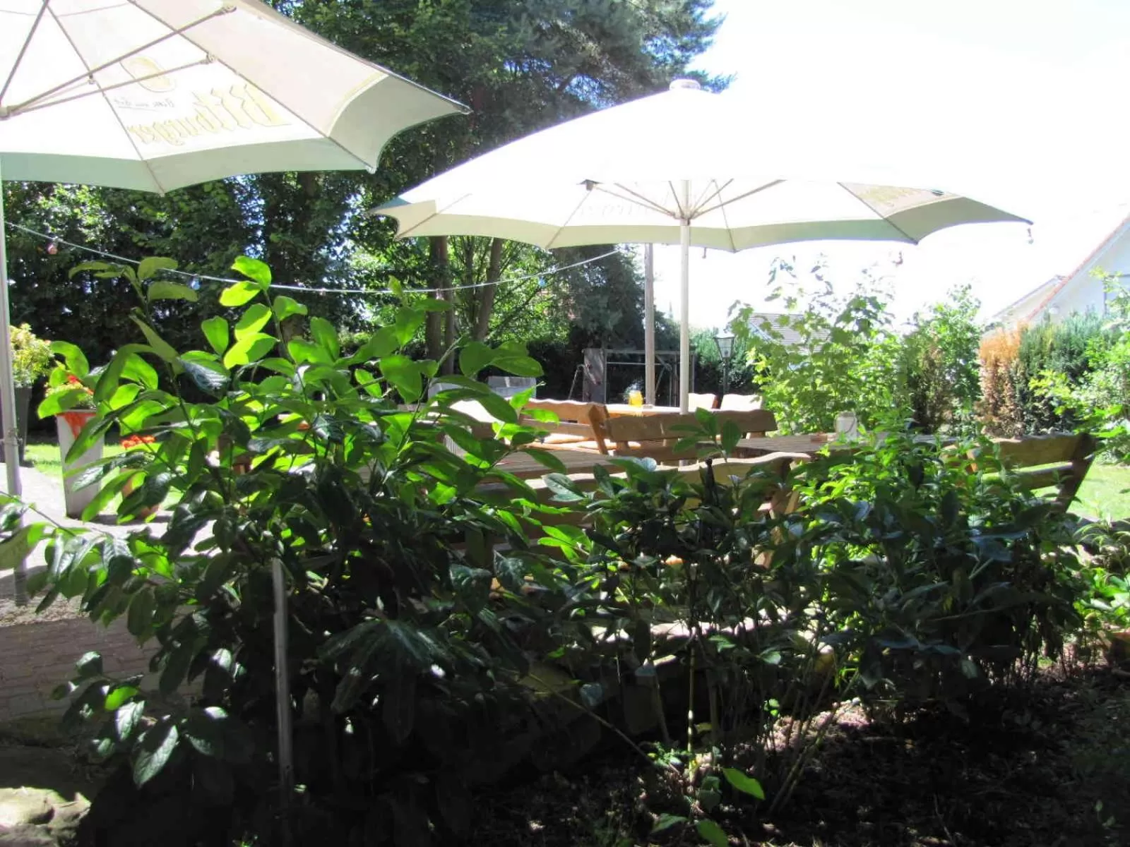 Garden in "Unter den Kastanien"