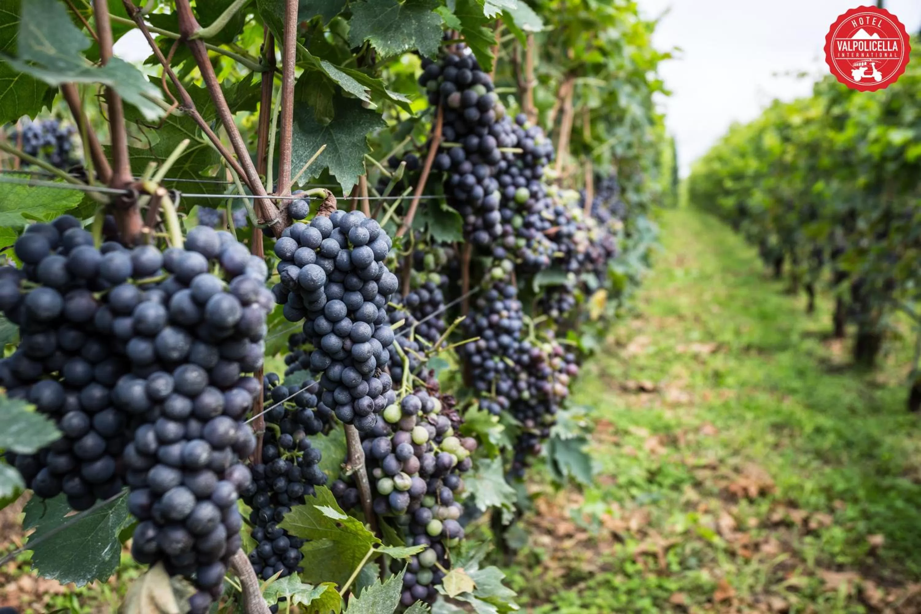 Area and facilities in Hotel Valpolicella International