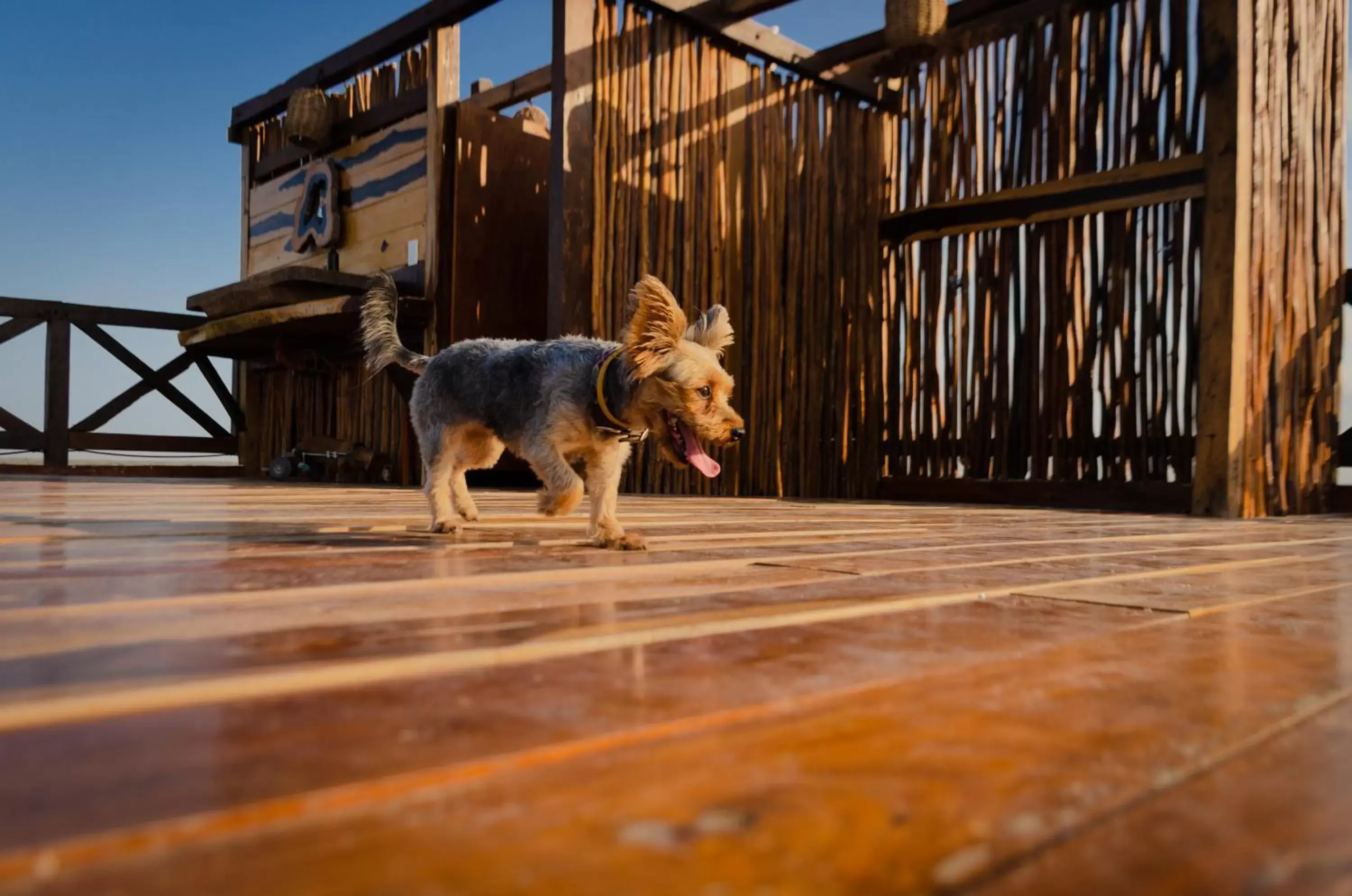 Pets, Other Animals in Hotelito Azul