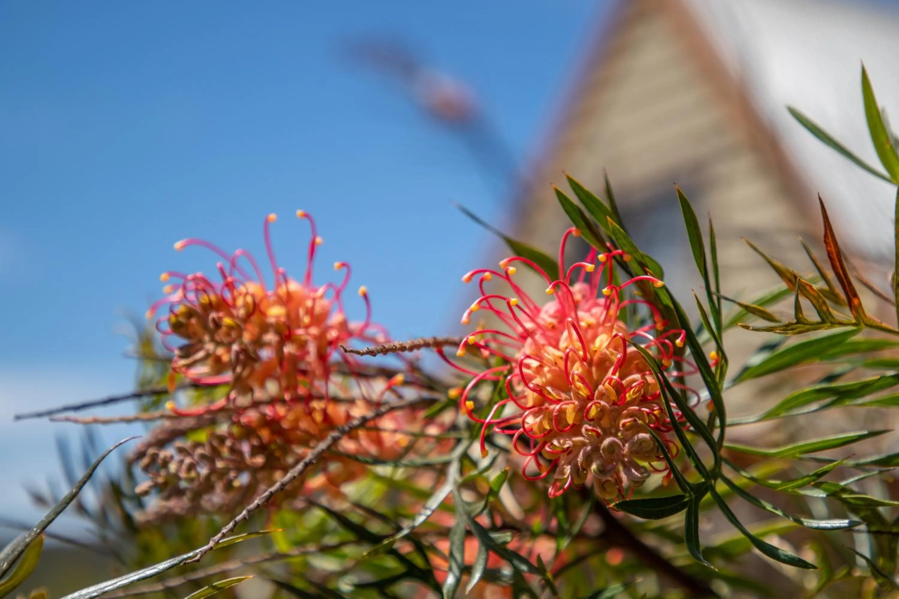 Clarendon Forest Retreat
