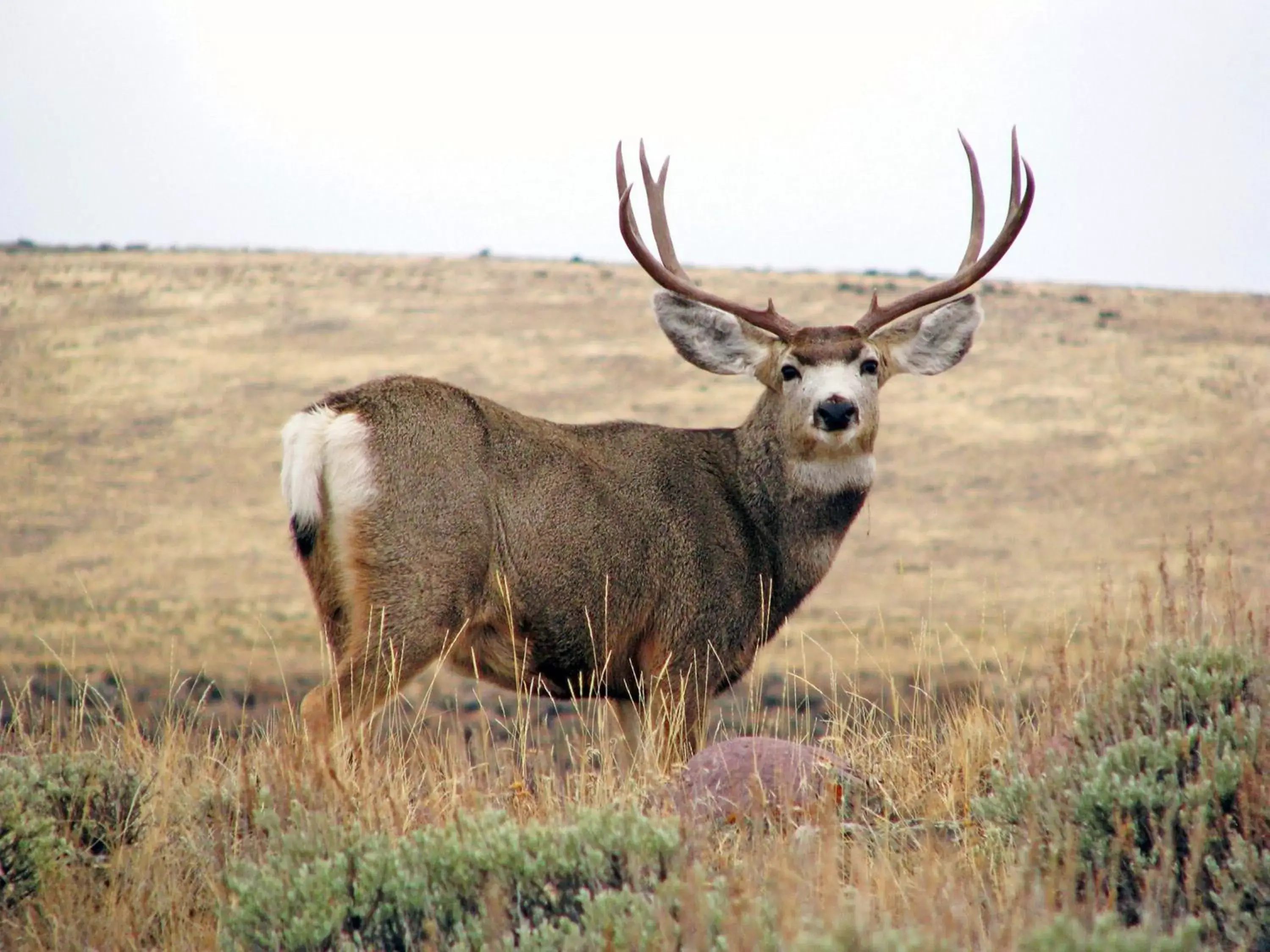 Nearby landmark, Other Animals in Candlewood Suites Craig-Northwest, an IHG Hotel