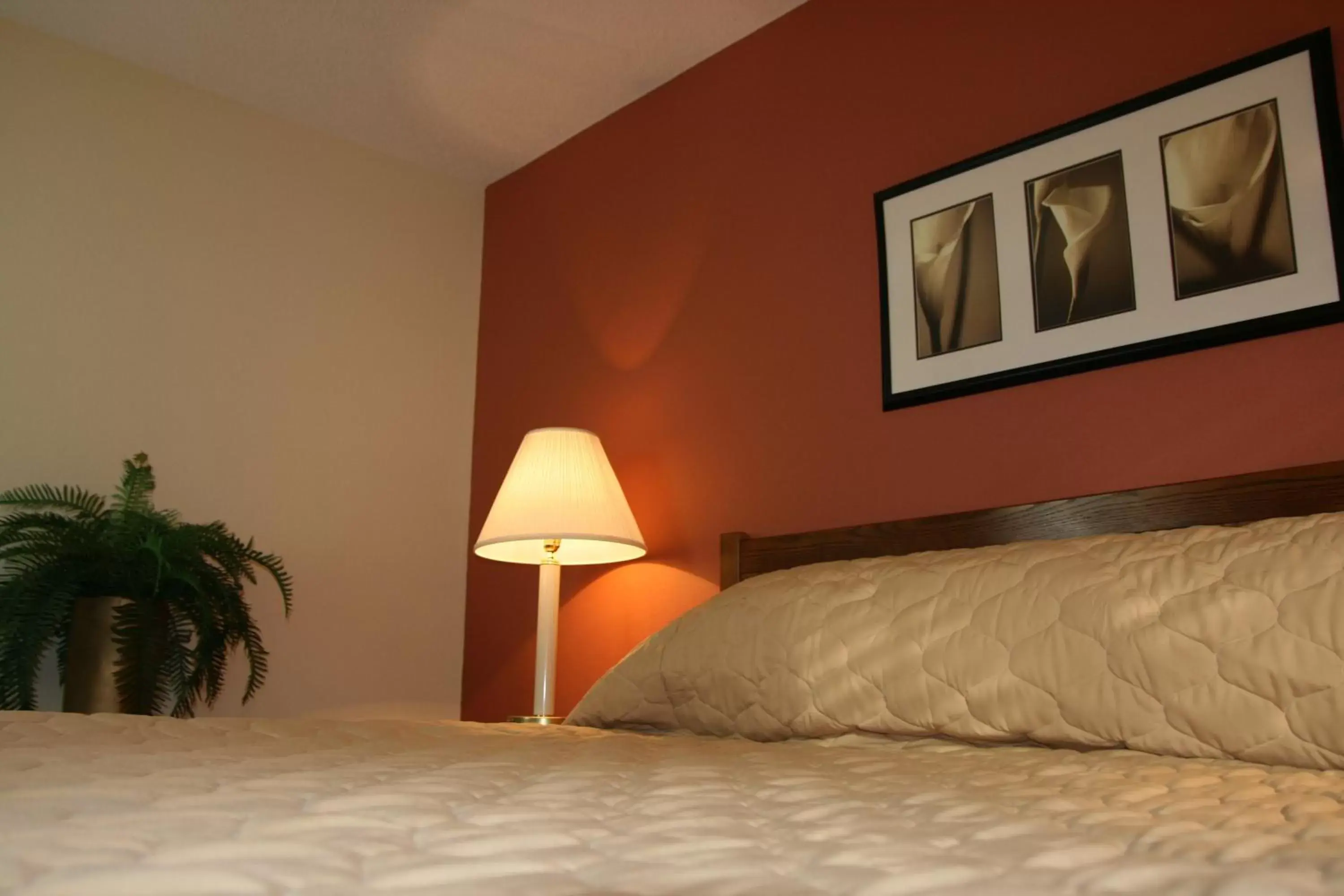 Bed in Affordable Suites of America Fredericksburg Bed in Affordable Suites of America Fredericksburg