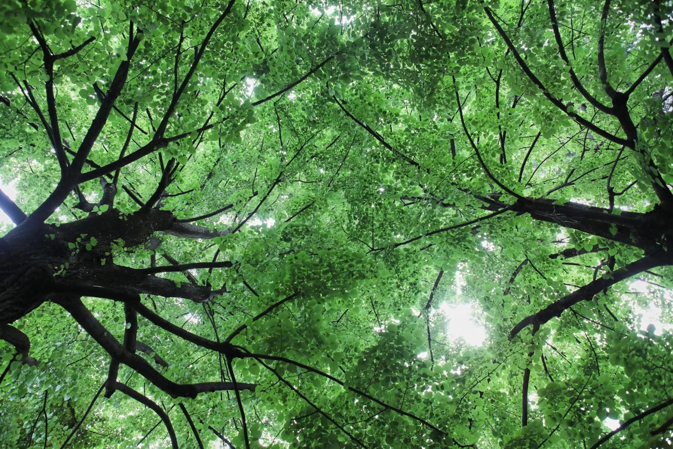 Garden in Messori Suites
