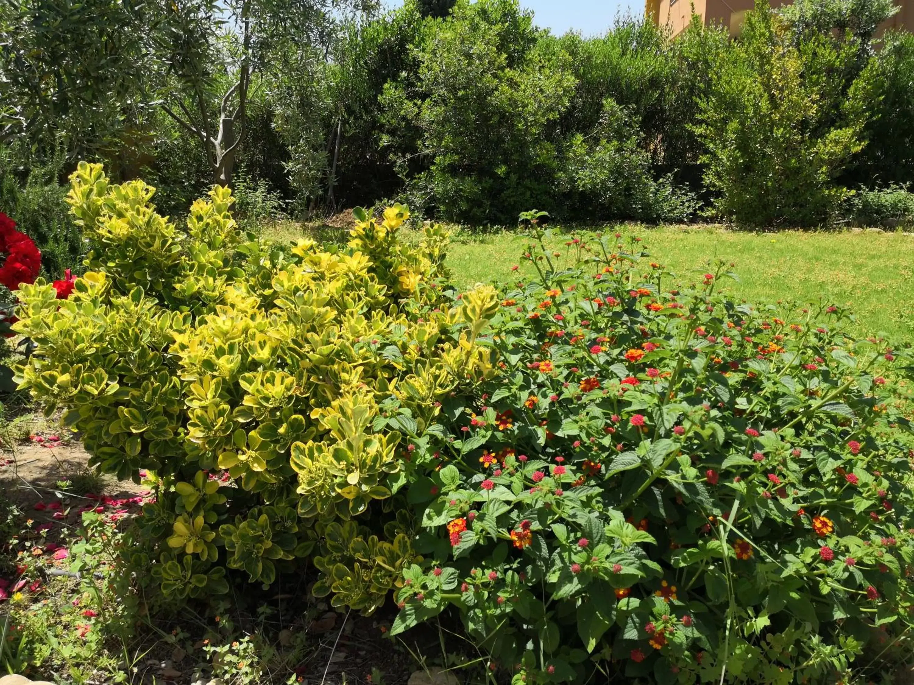 Garden in B&B Gassa d'Amante