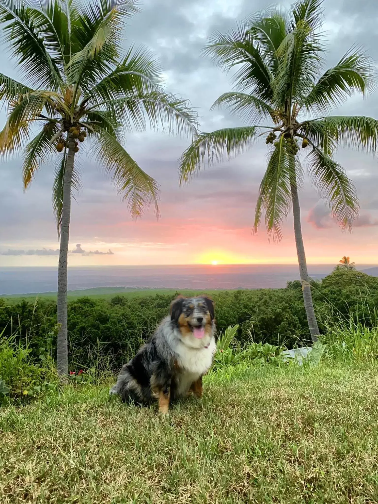 Pets in Kona Bayview Inn