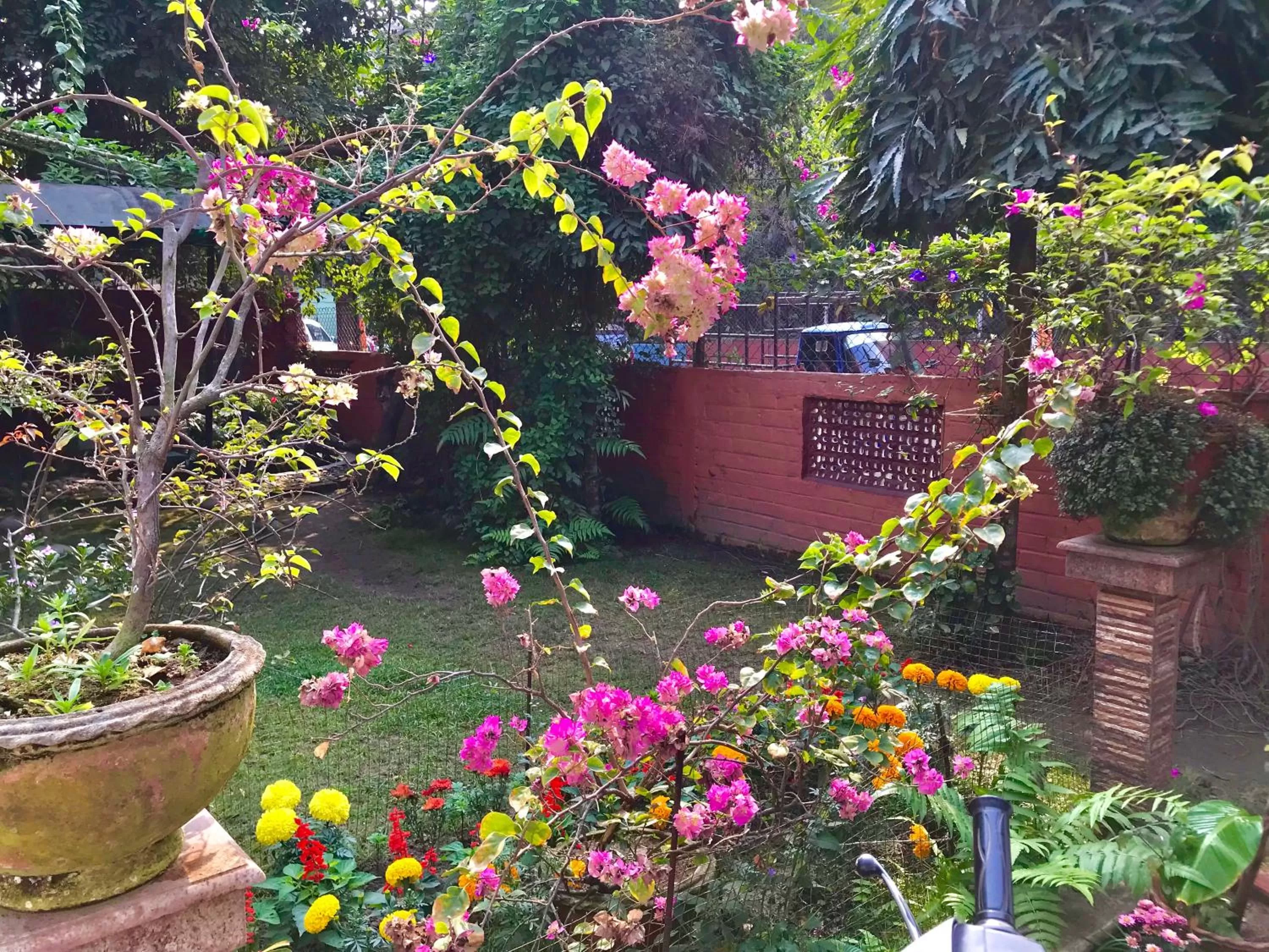 Garden in Bougainvillea