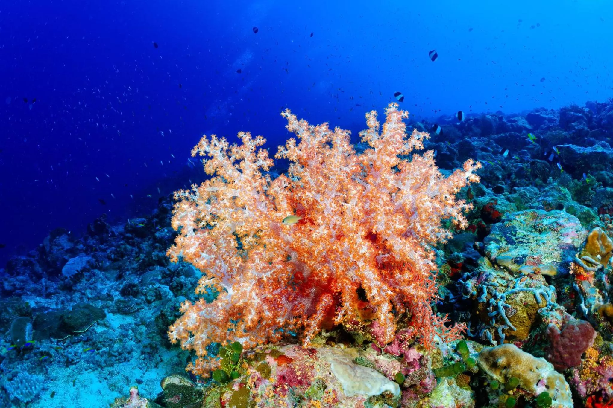 Activities in Canareef Resort Maldives