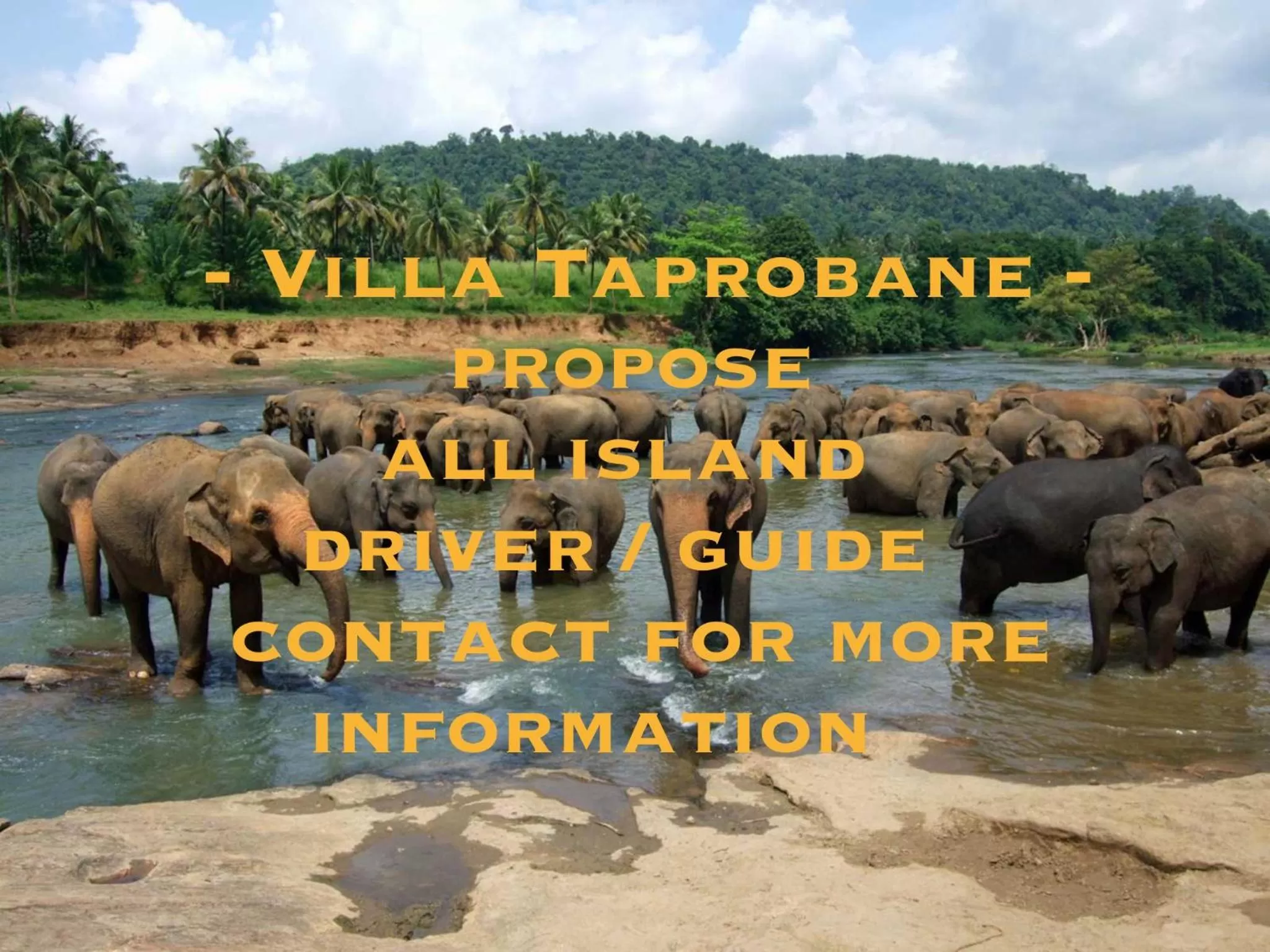 Animals, Property Logo/Sign in Villa Taprobane