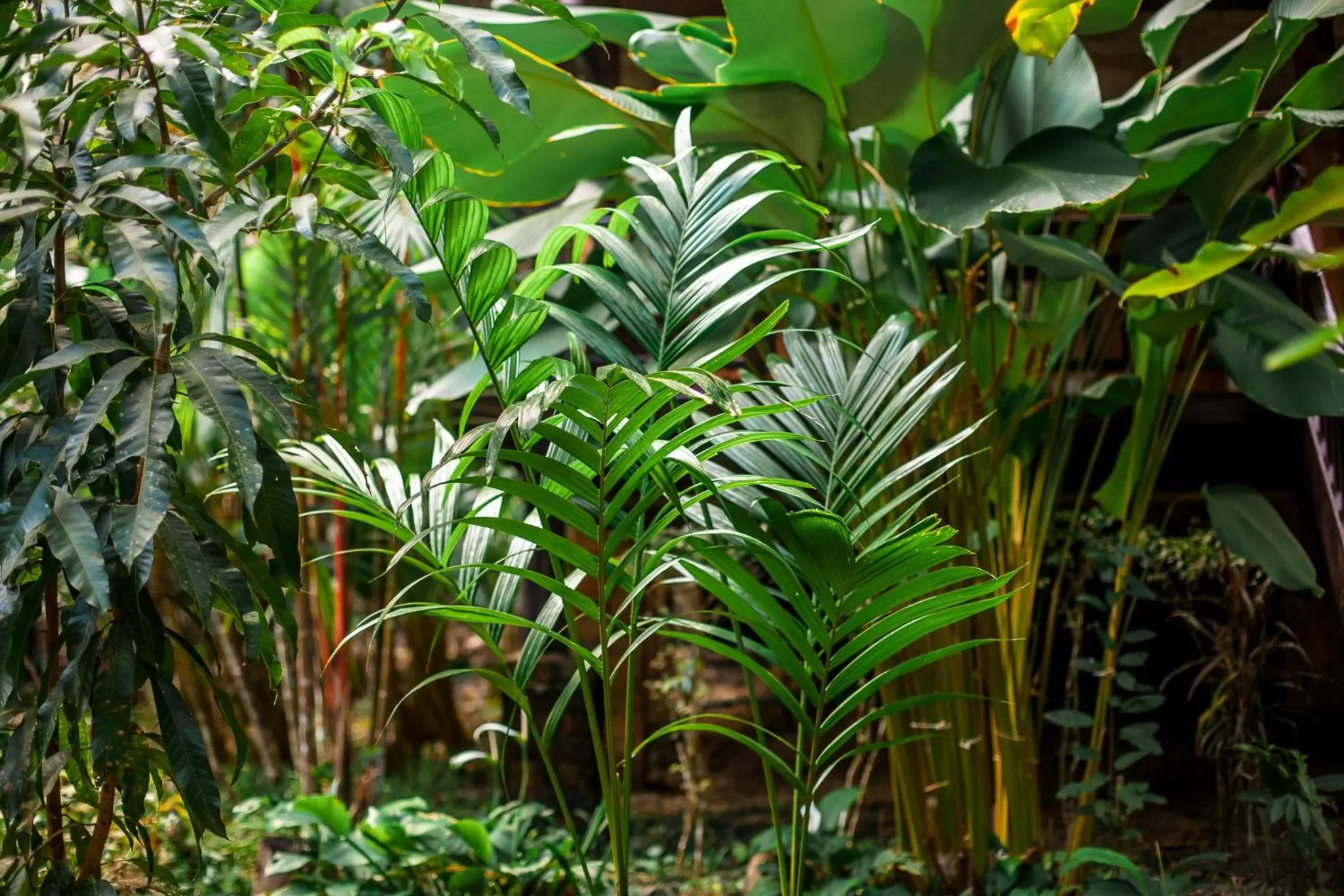 Garden in Aonang Cliff View Resort SHA Extra Plus