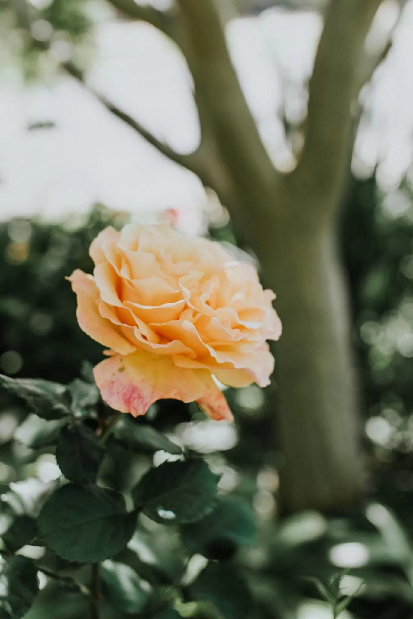 Garden view in Forgandenny House B&B