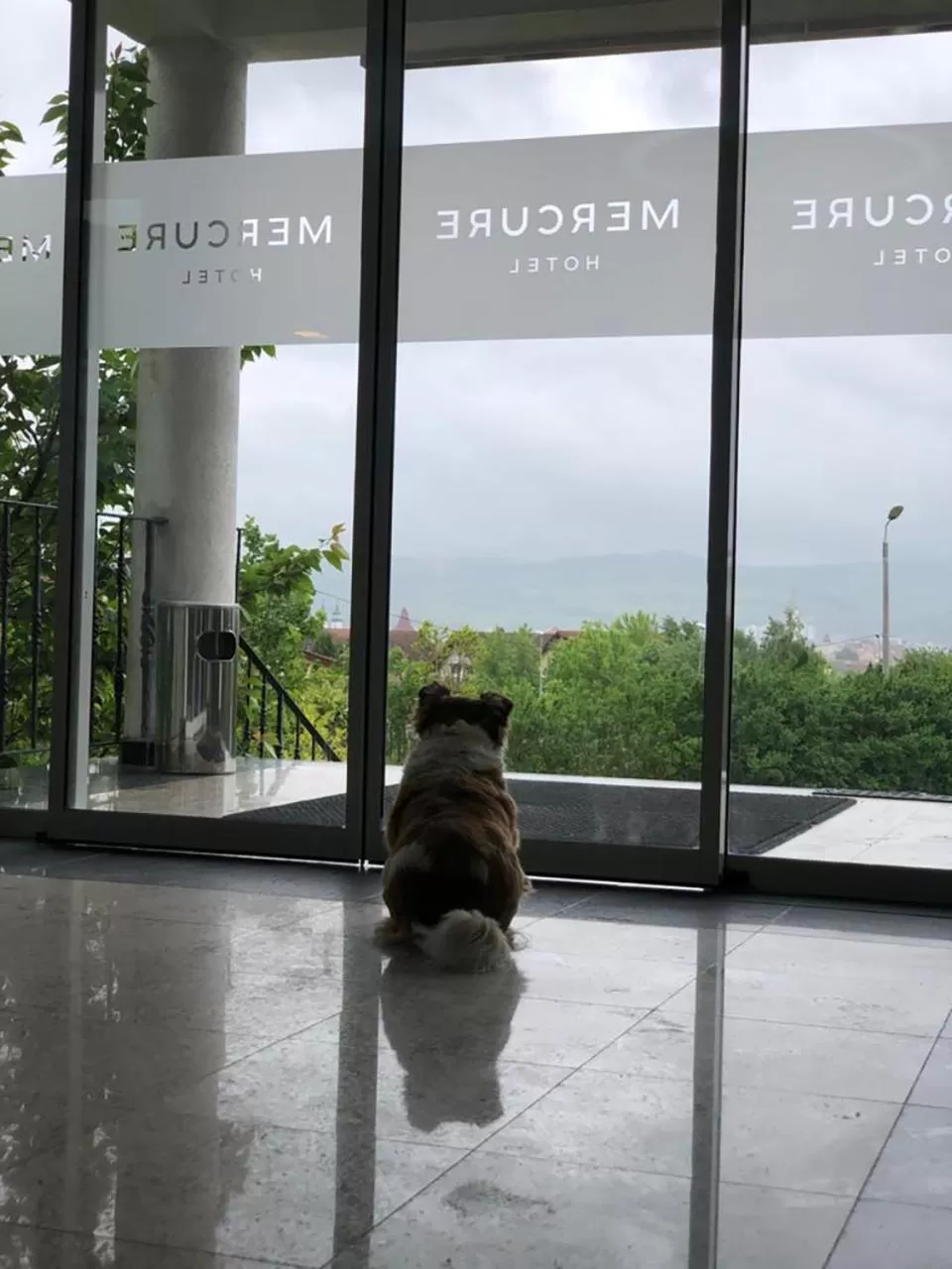 Pets in Mercure Medias Binderbubi Hotel And Spa