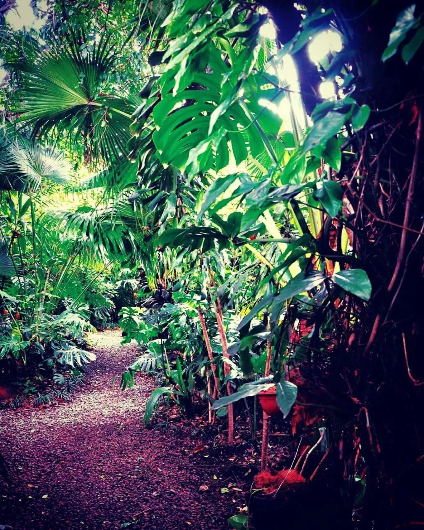 Garden in Hotel Aranjuez