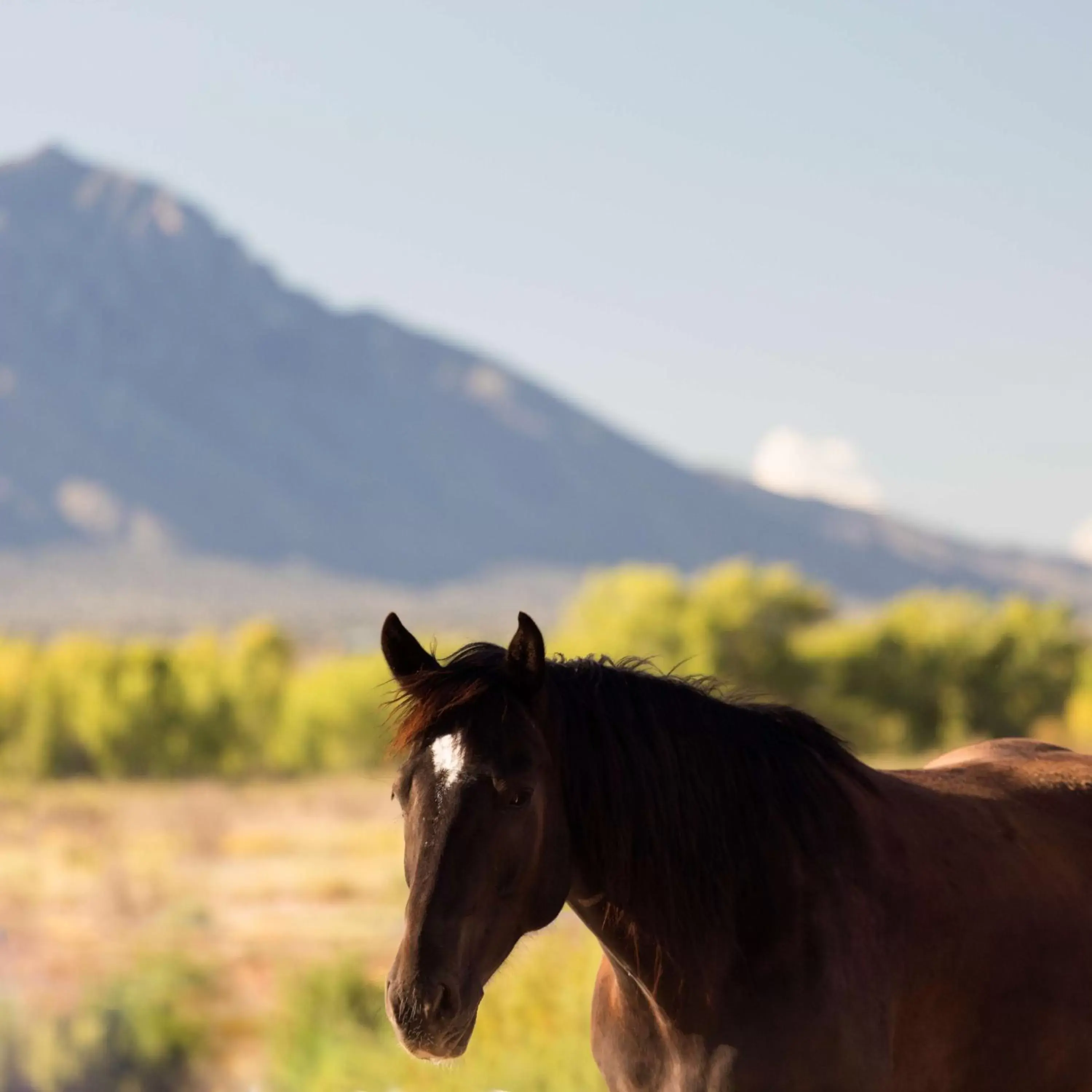 On site, Pets in Hyatt Regency Tamaya South Santa Fe