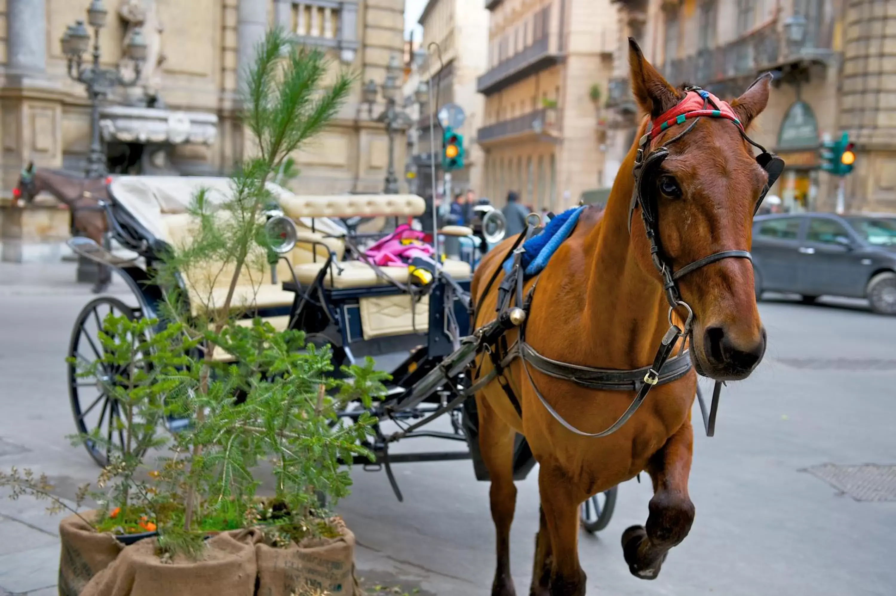 Day, Horseback Riding in Mercure Palermo Centro