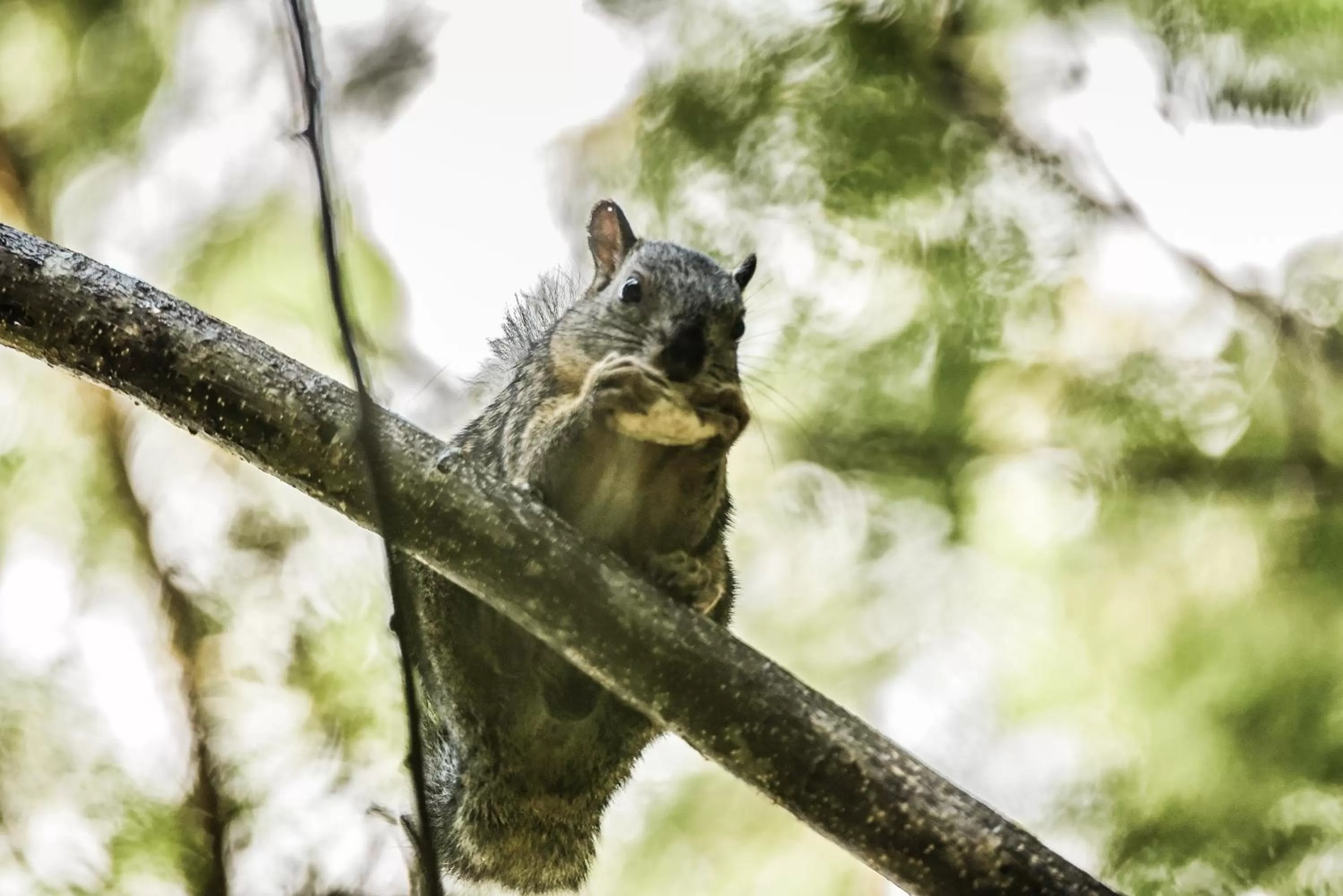 Animals in Hotel de Campo Villa de Ada