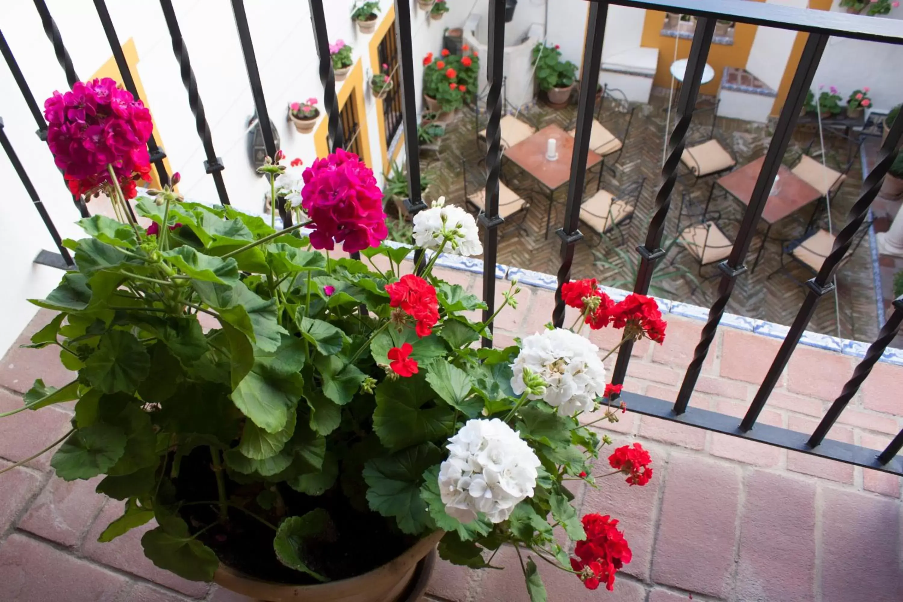 Garden in Hotel Casa Imperial