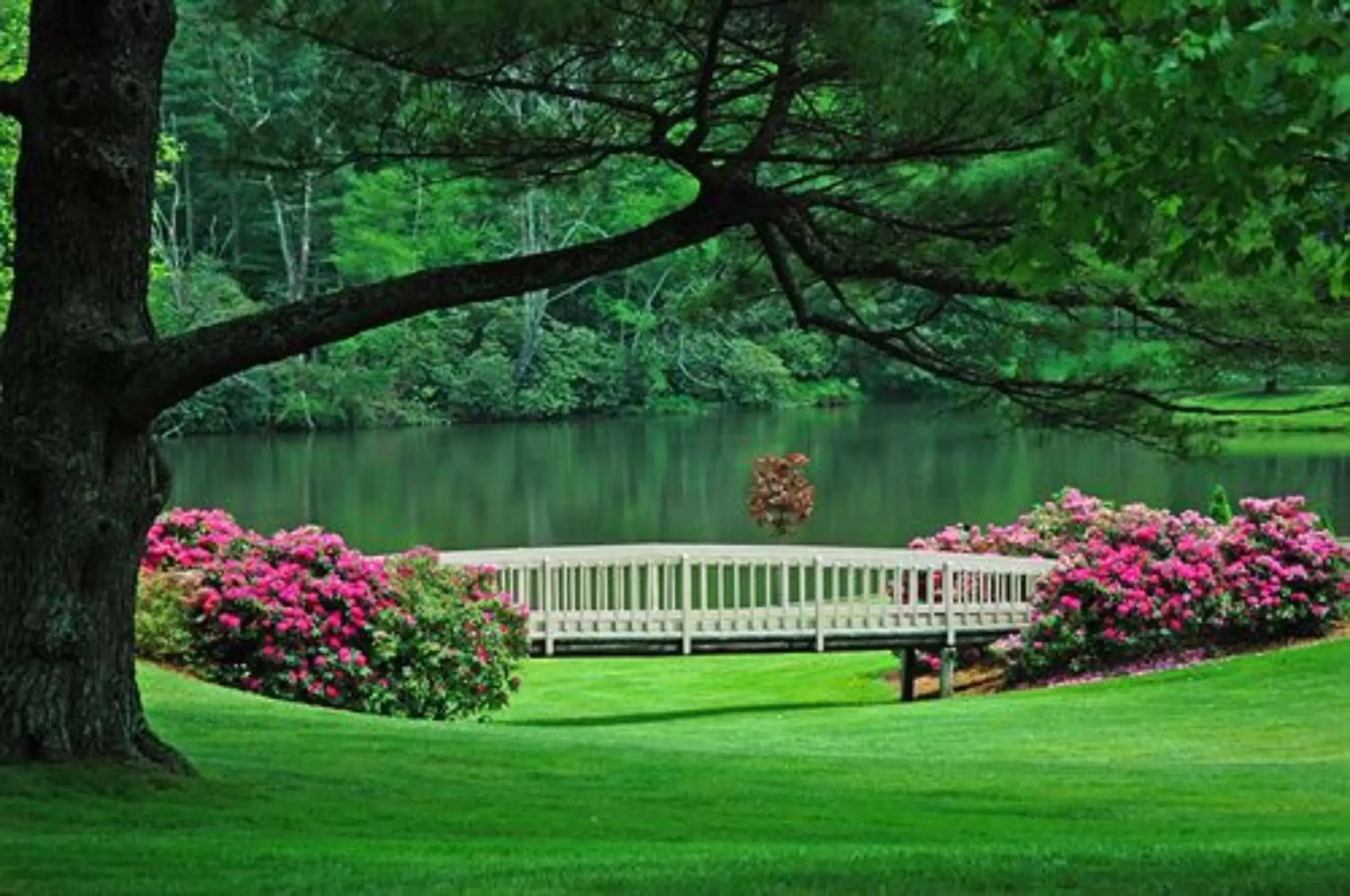 Natural landscape, Garden in Bob Timberlake Inn at Chetola Resort