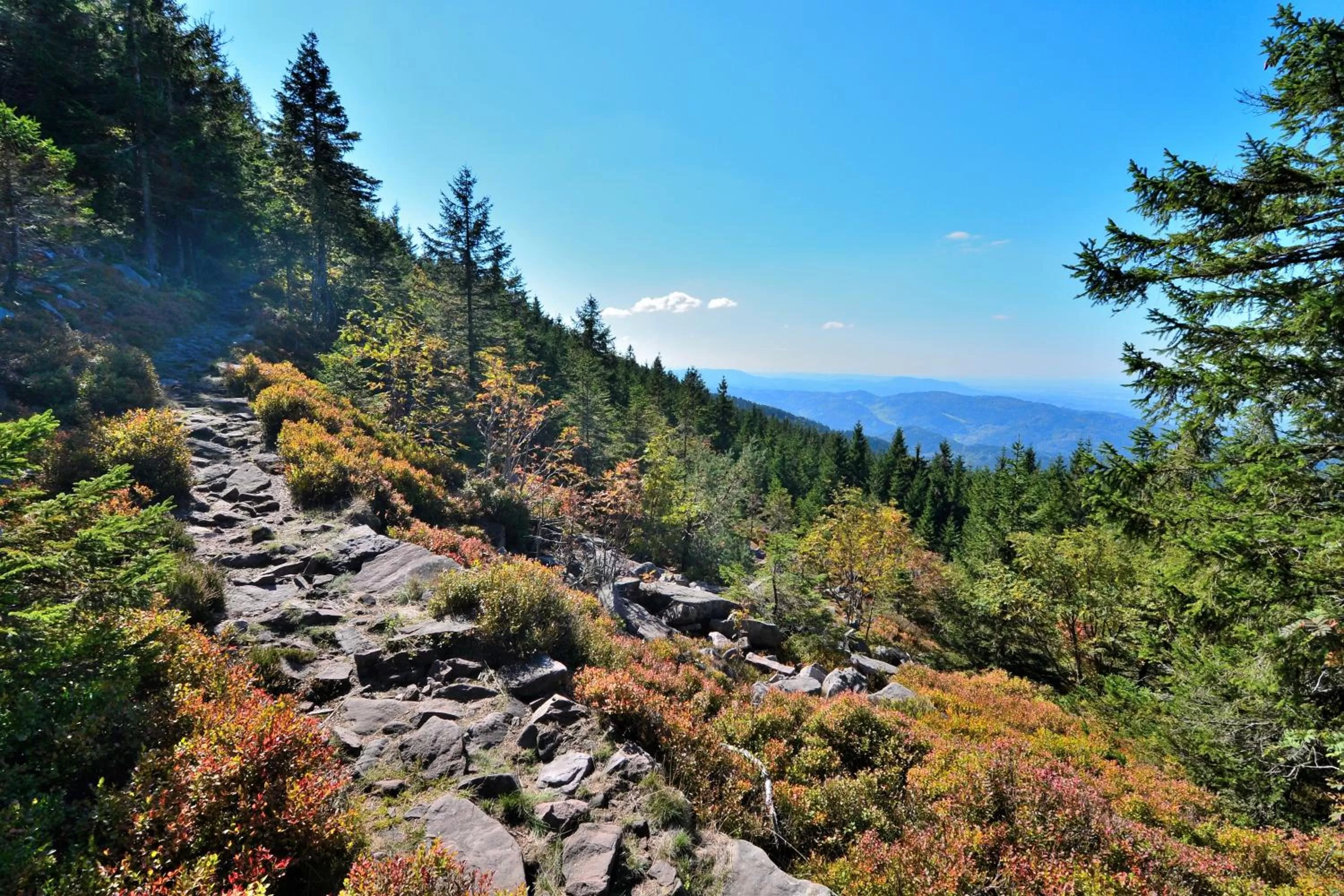 Natural landscape in RelaxHotel Tannenhof