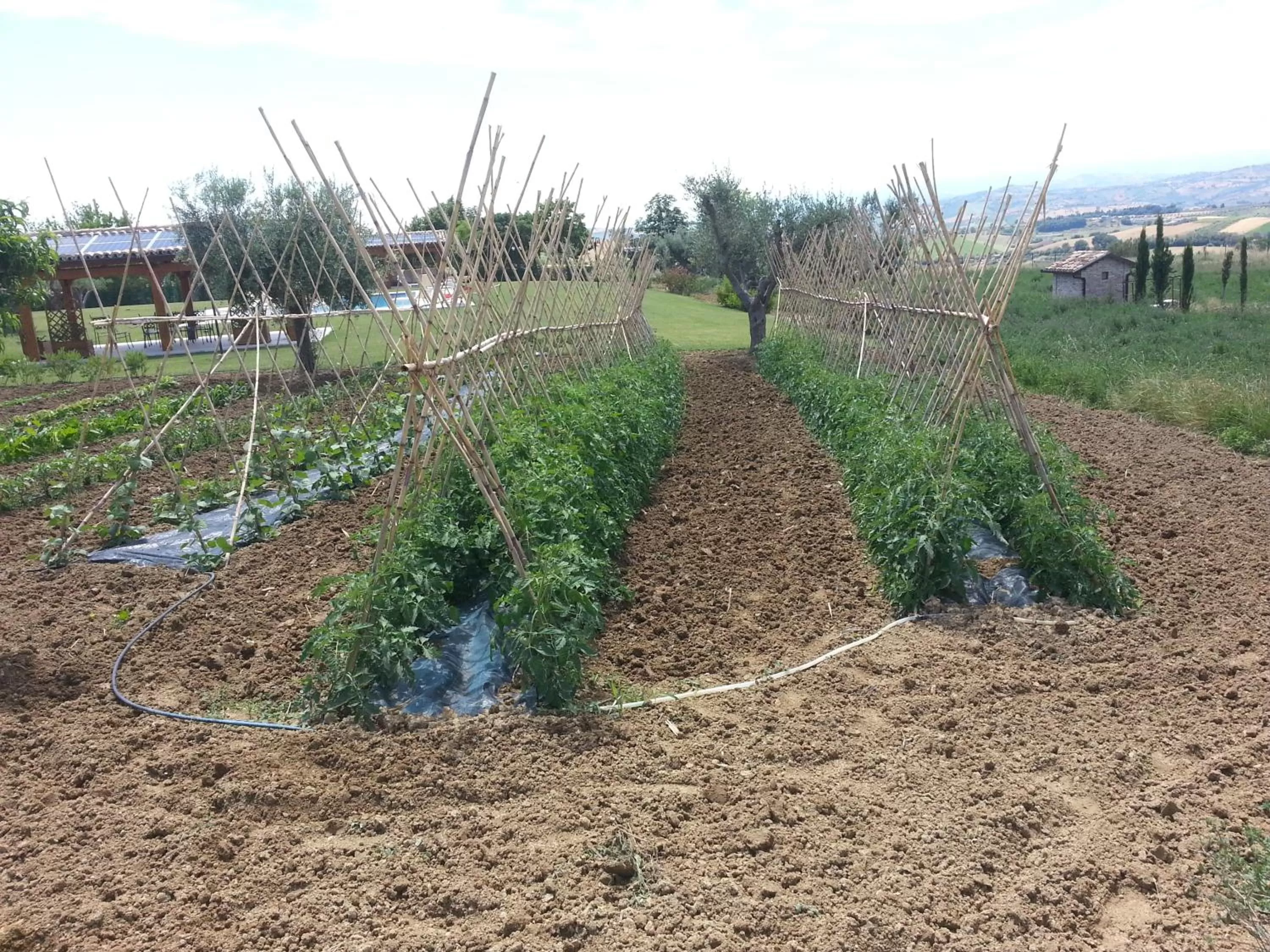 View (from property/room) in Residence Colle Veroni